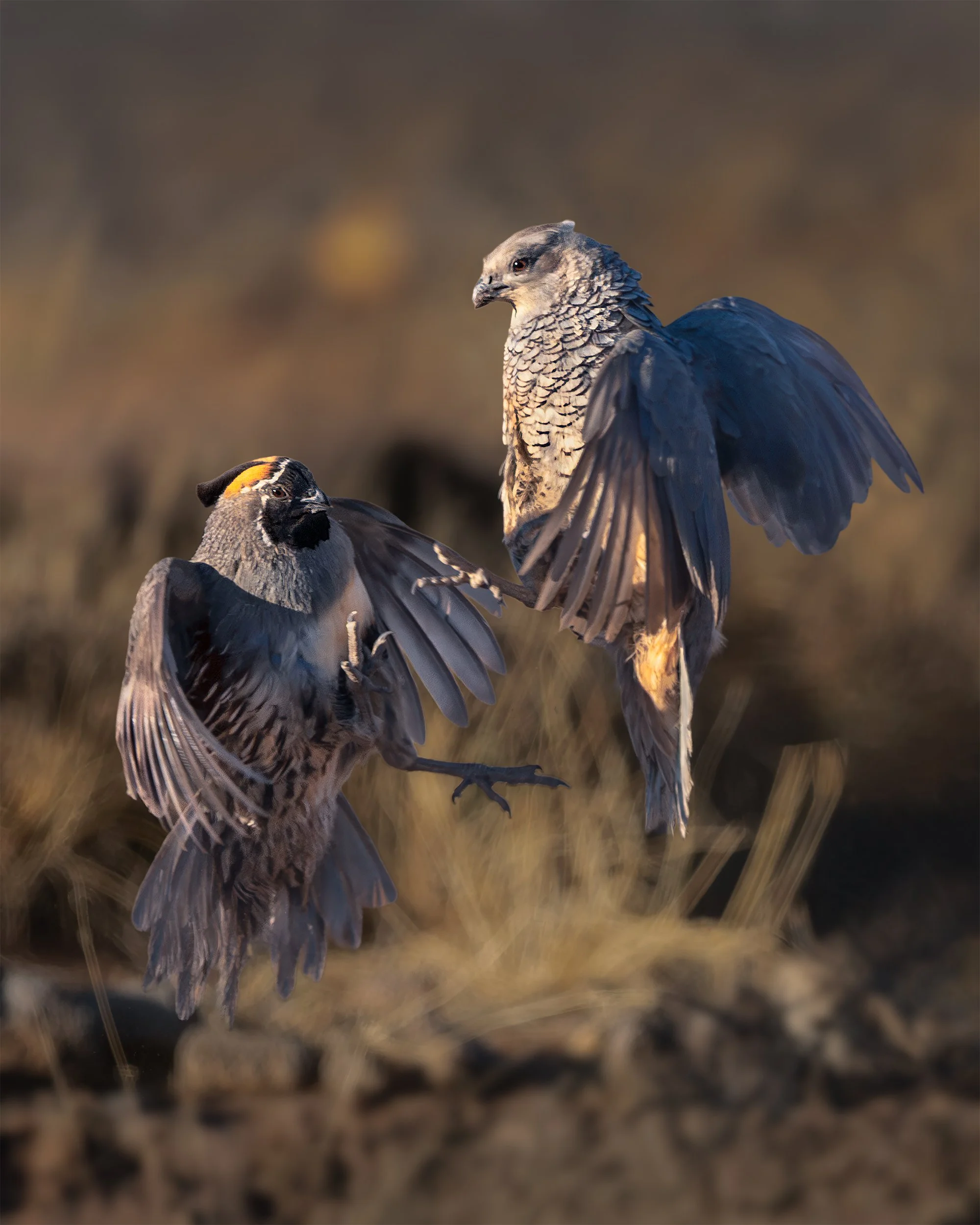 THE WAR OF THE GAMBEL AND SCALE backyard quail 4x5.jpg