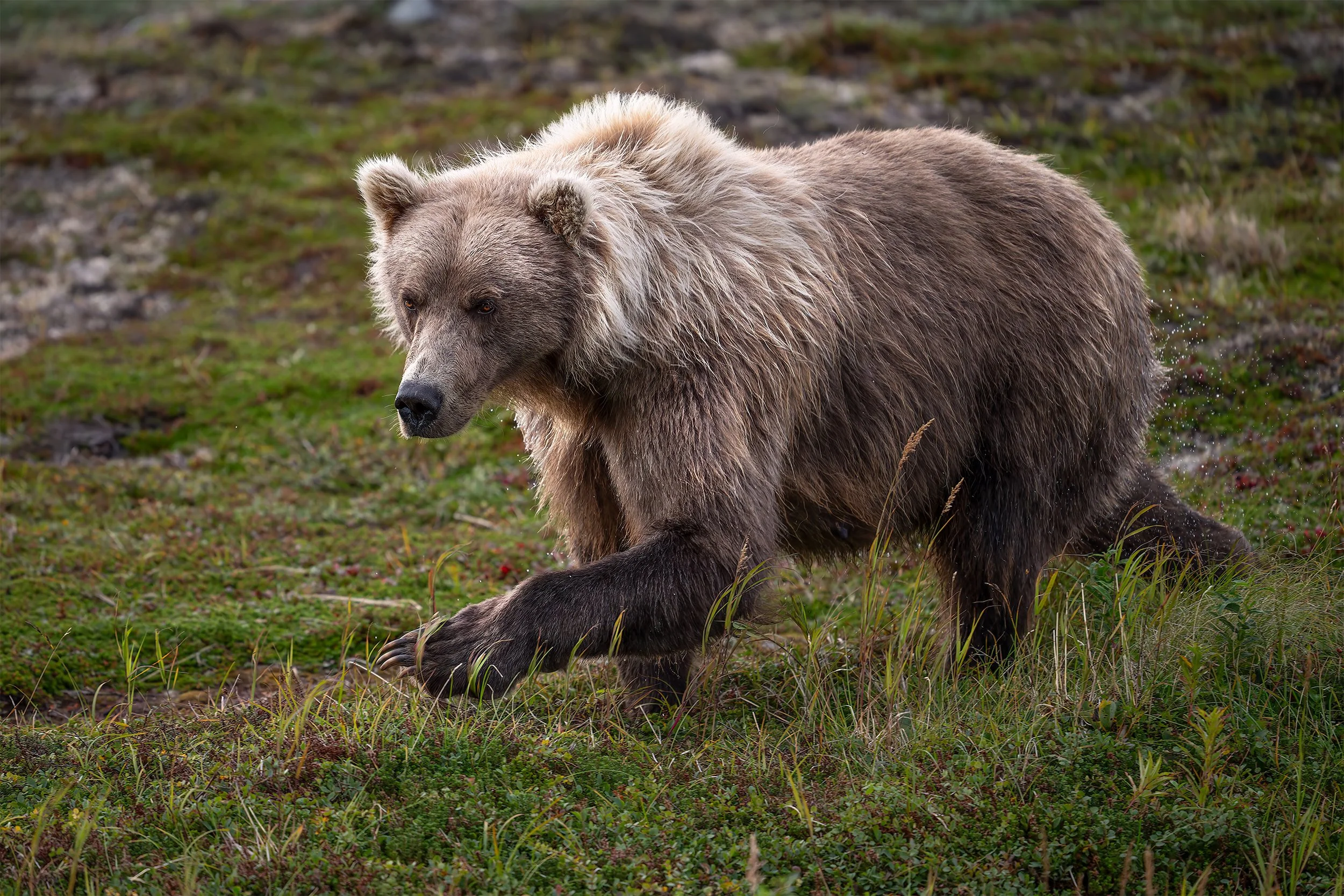 Mom the Protector