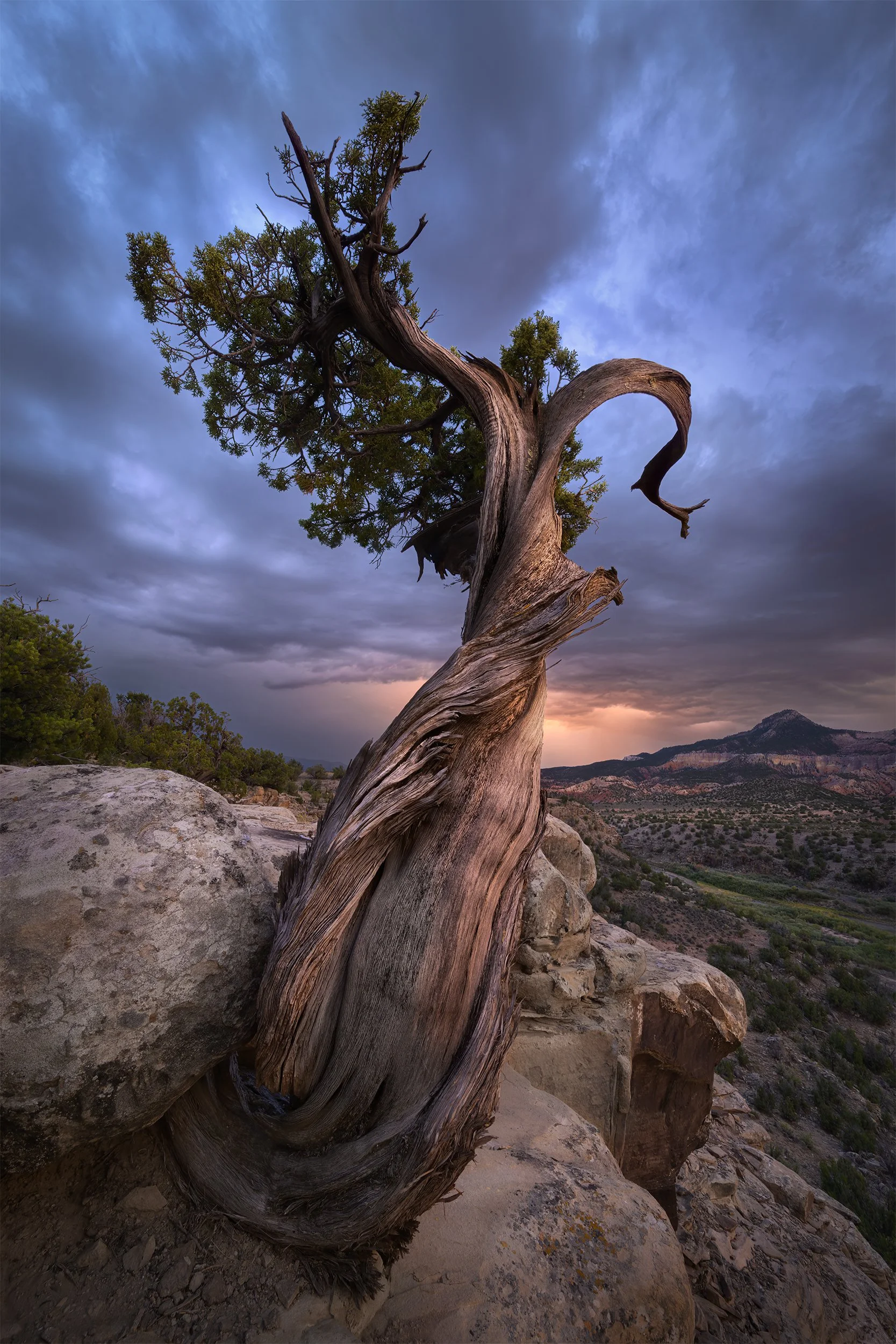 LIVING ON THE EDGE wayne's tree 2x3.jpg