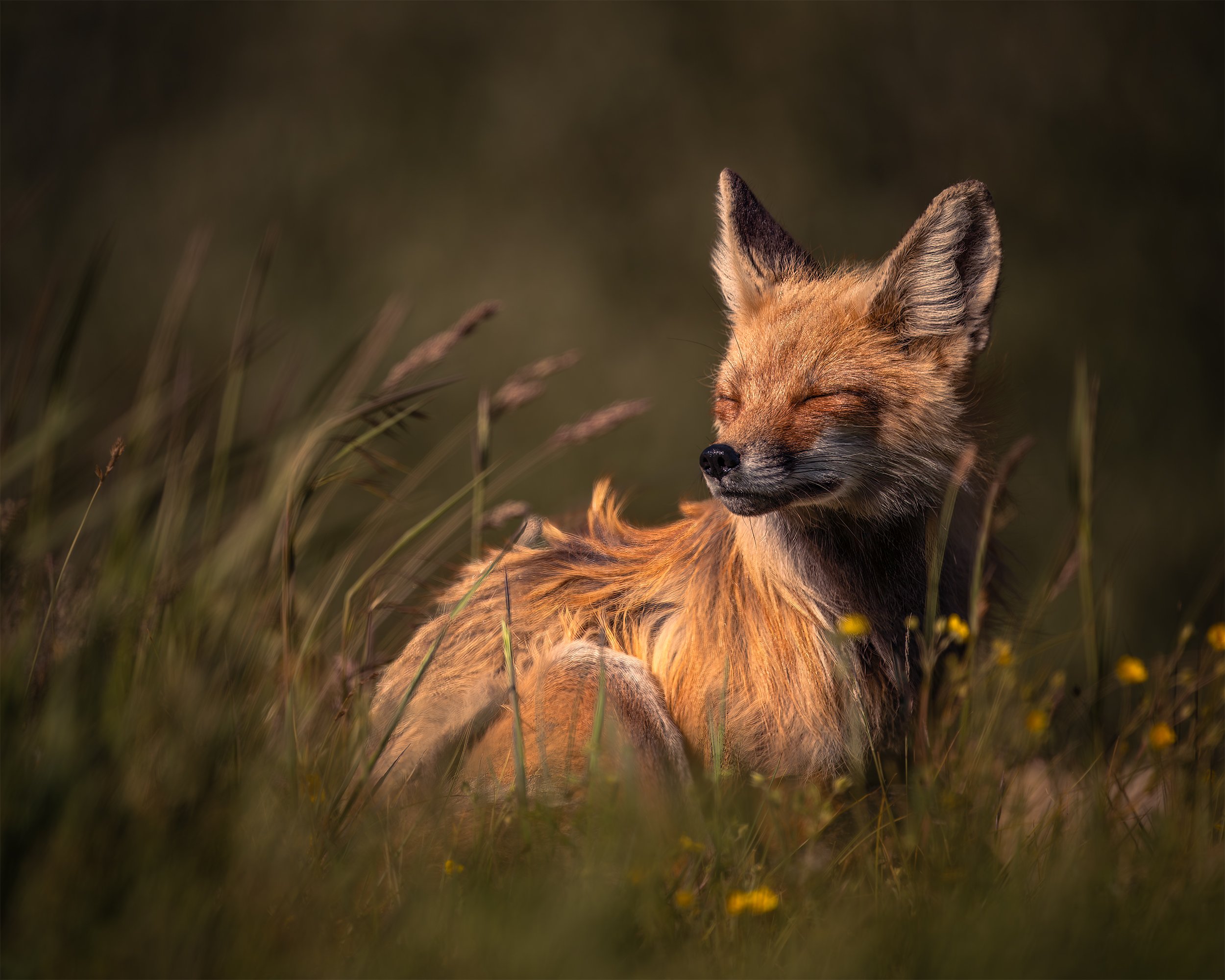RED FOX CONTENTMENT 4x5.jpg
