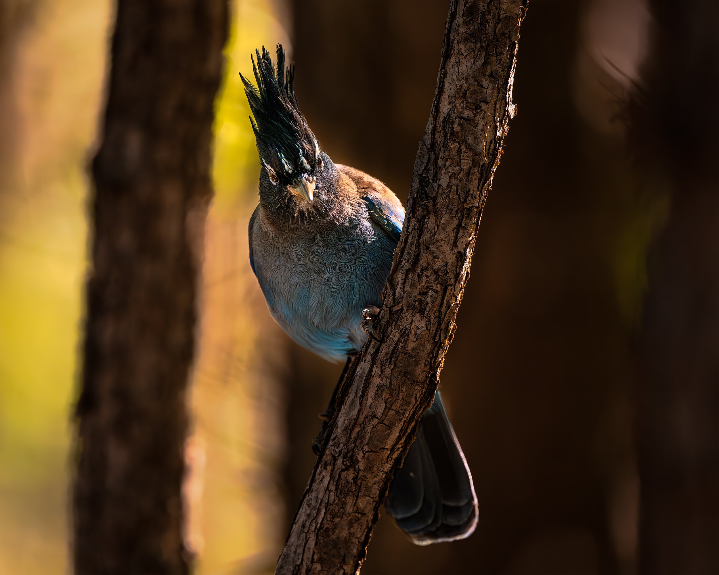 SACRAMENTO BLUEJAY 4x5.jpg