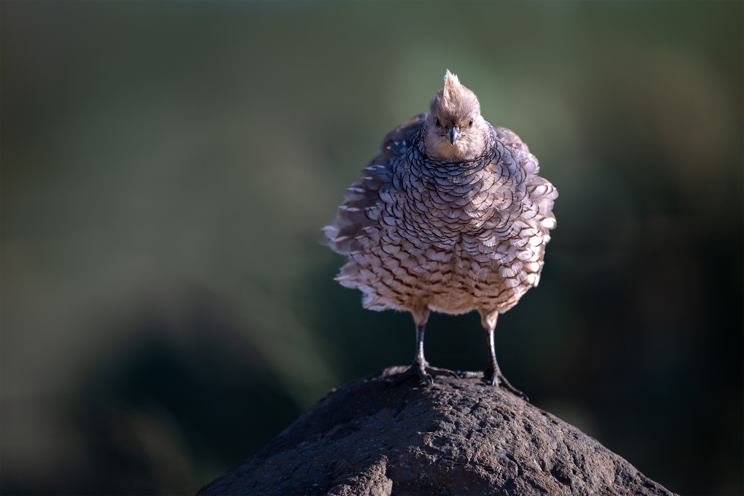 INTIMIDATION SCALE QUAIL 2x3.jpg