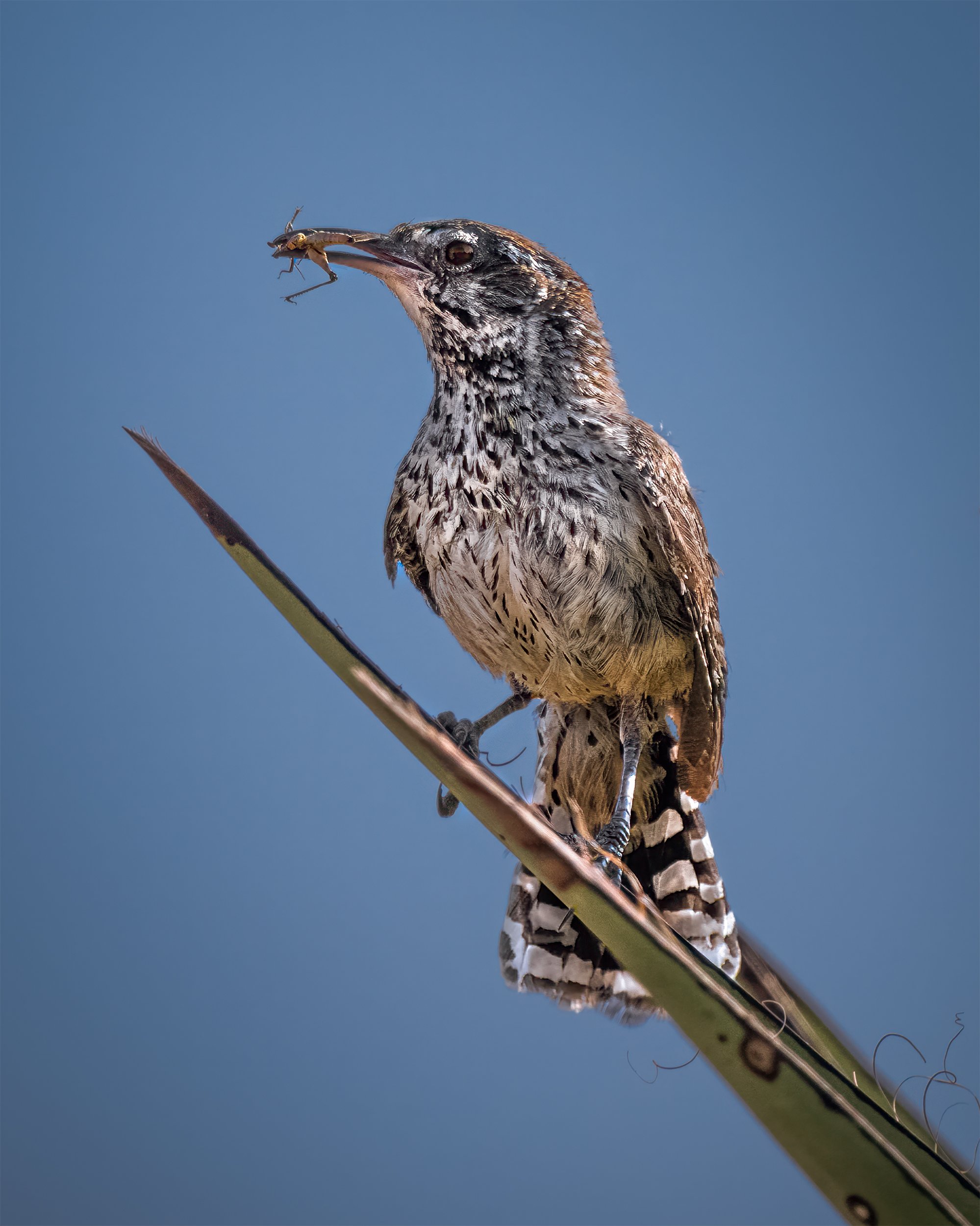 THE GRASSHOPPER AND CACTUS WREN 4x5.jpg