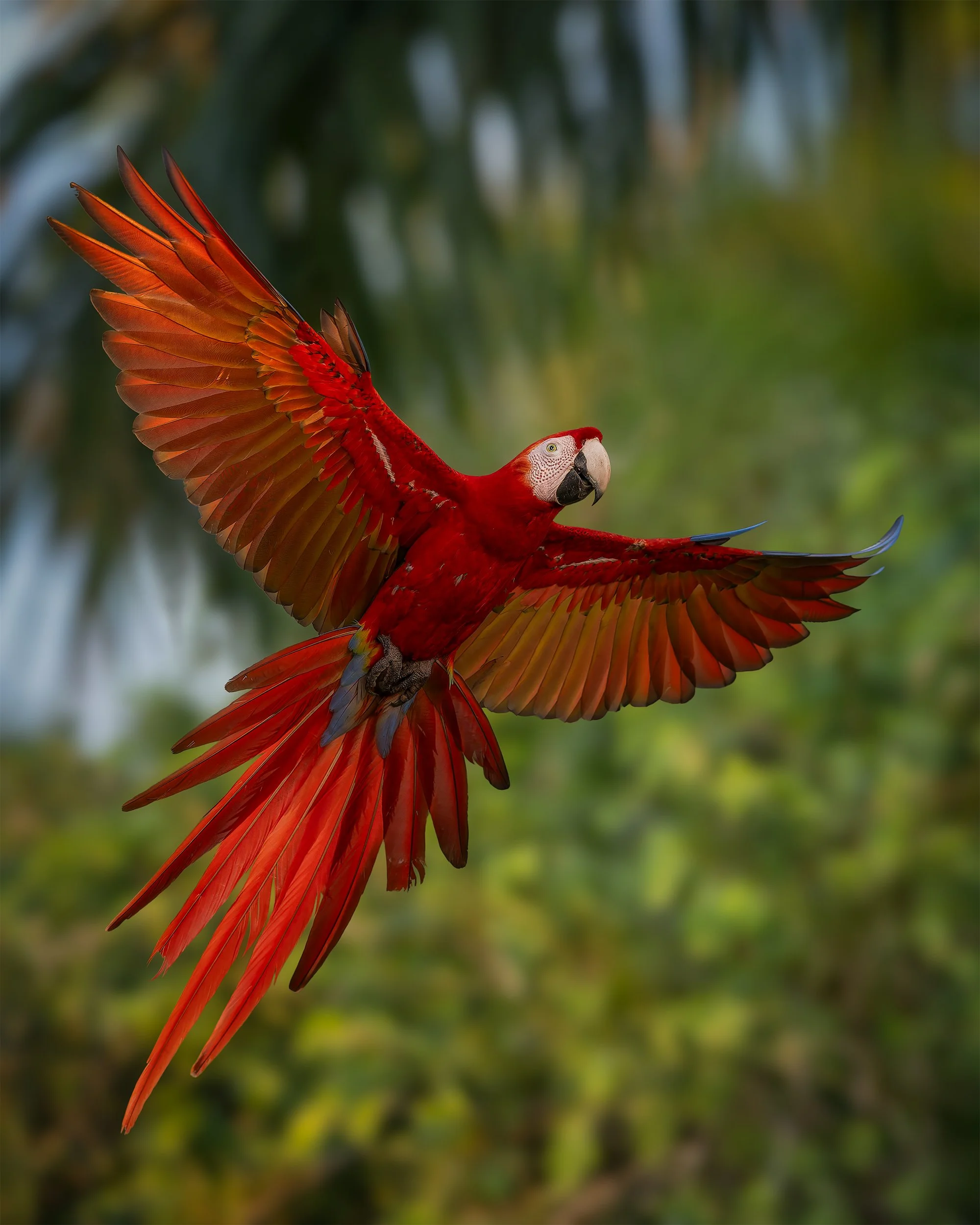 Back to the Nest - Scarlett Macaw