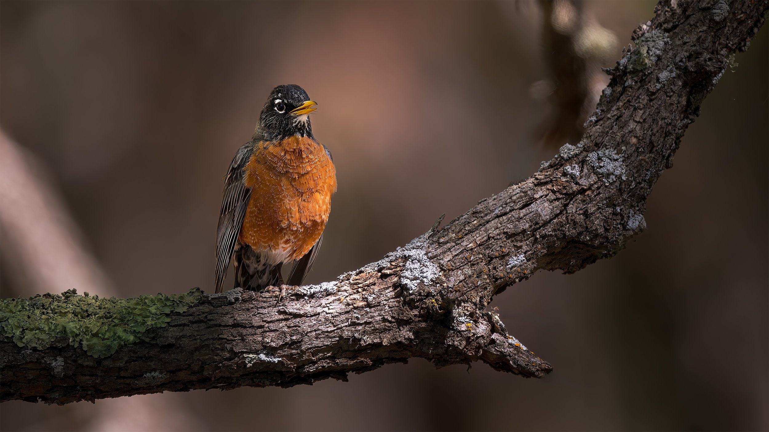 SACRAMENTO ROBIN 16x9.jpg