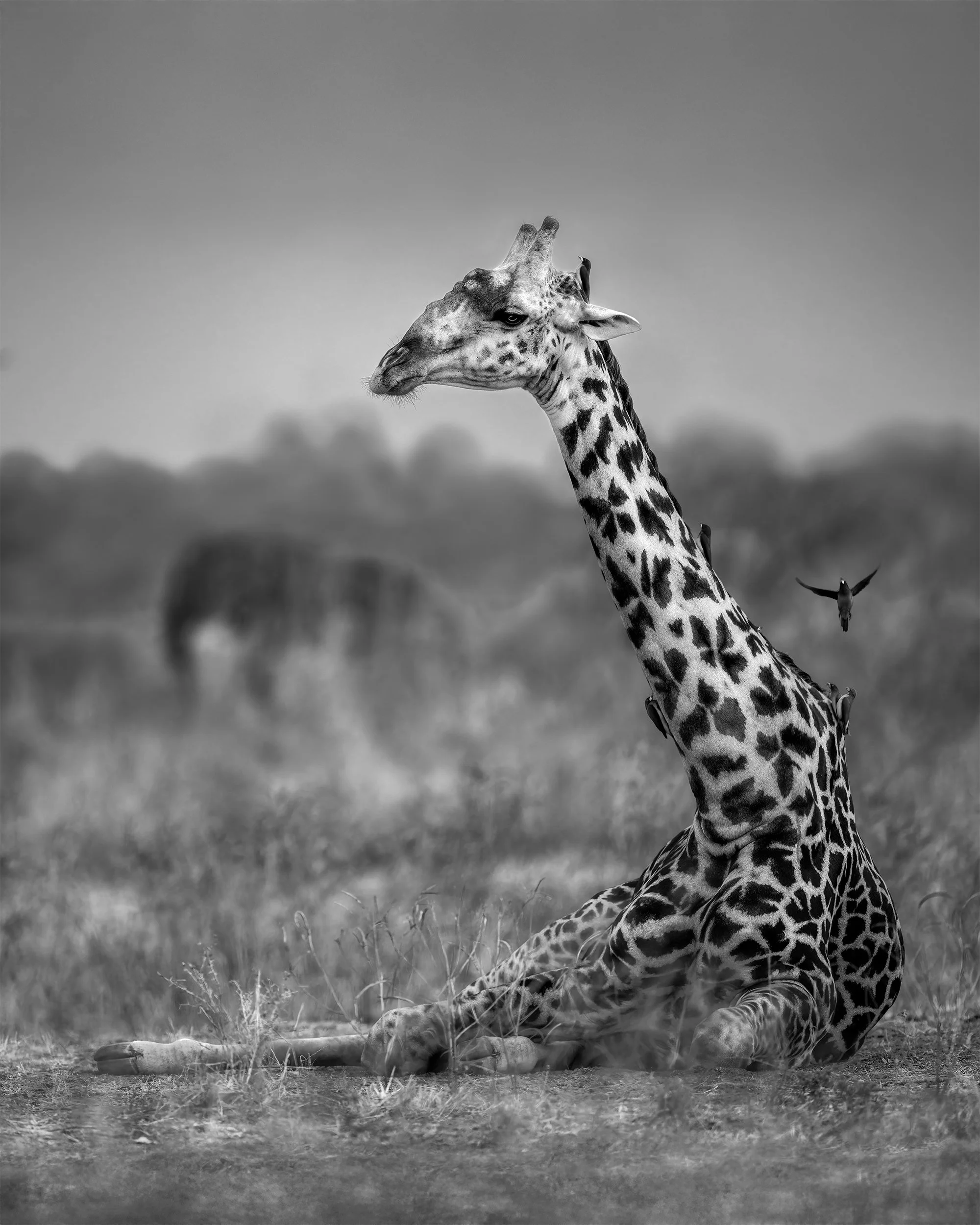 MORNING REST 4x5.jpg