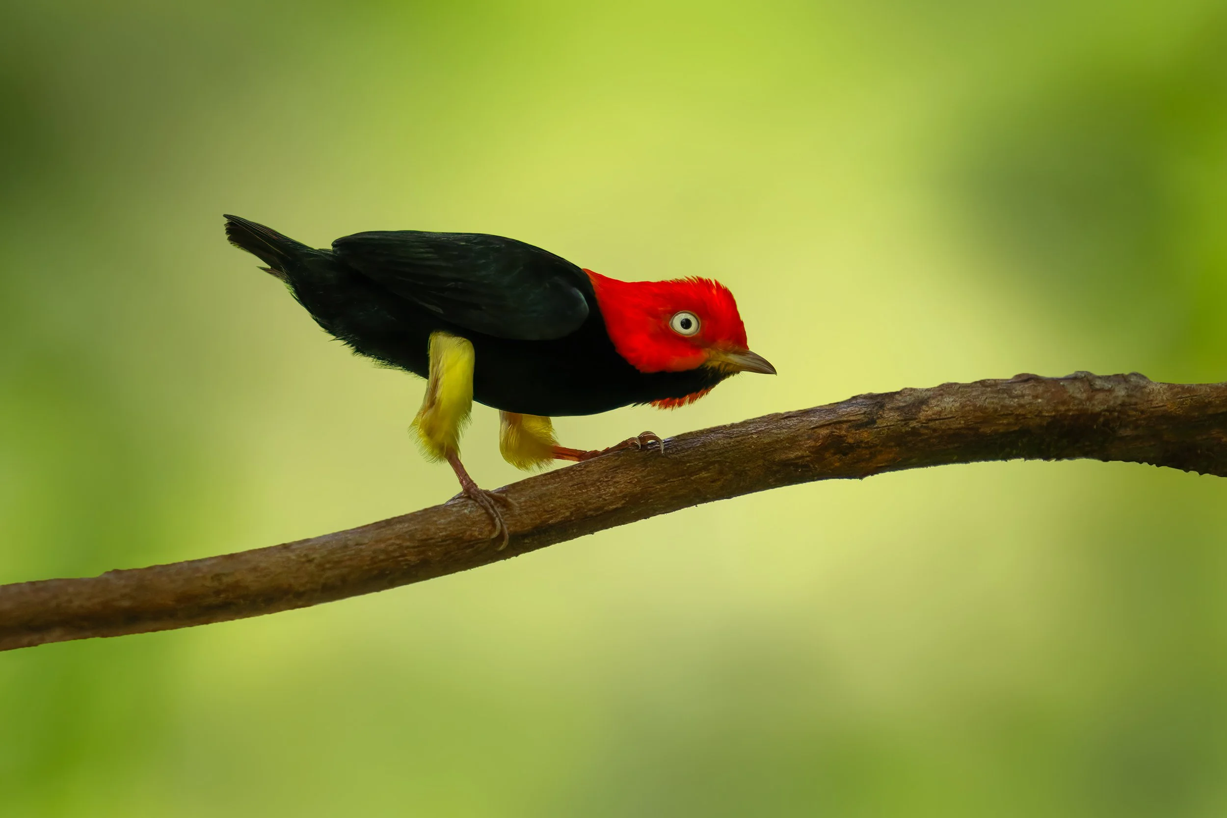 COSTA RICA RED CAPPED MANAKIN 2 x 3.jpg
