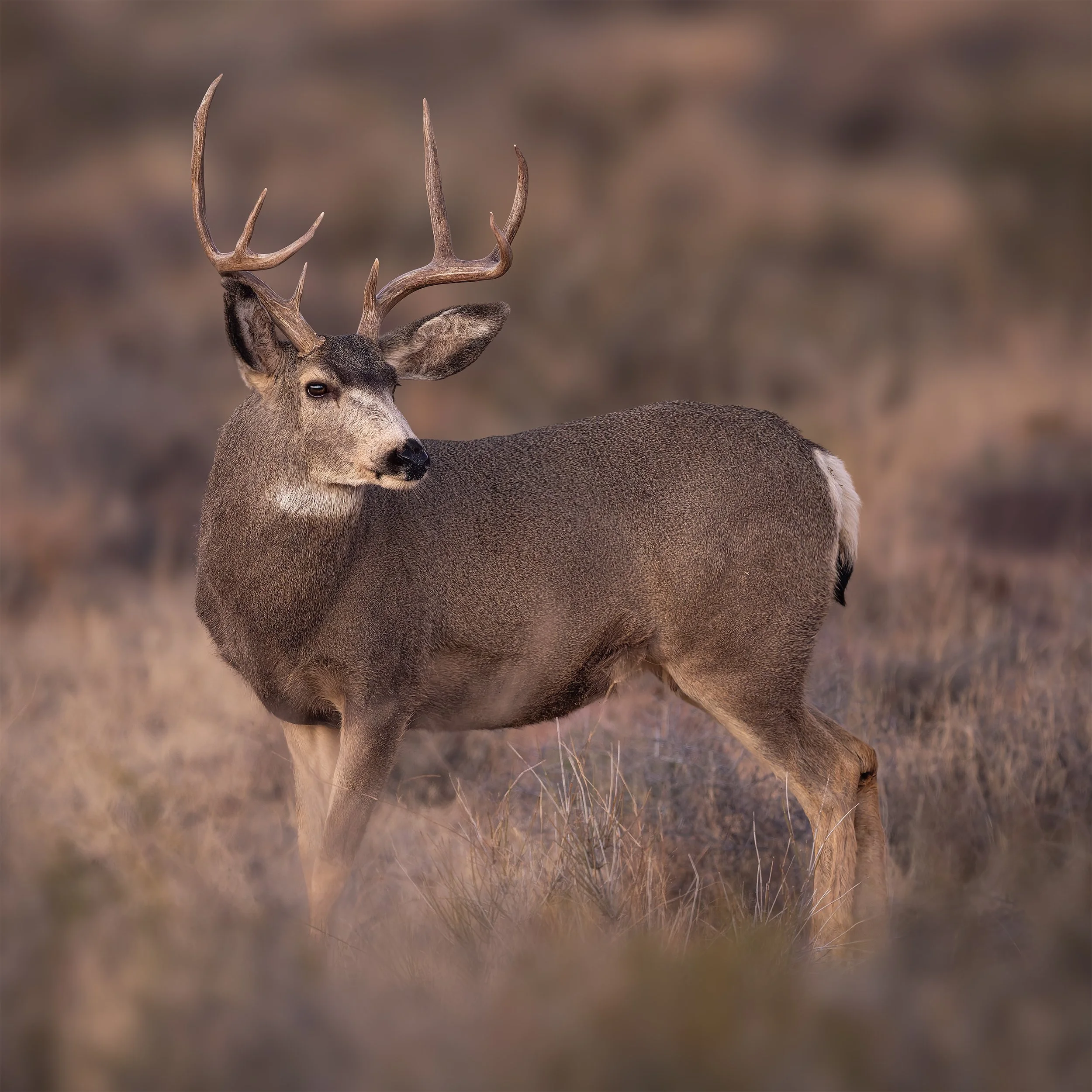 Desert Mule Deer