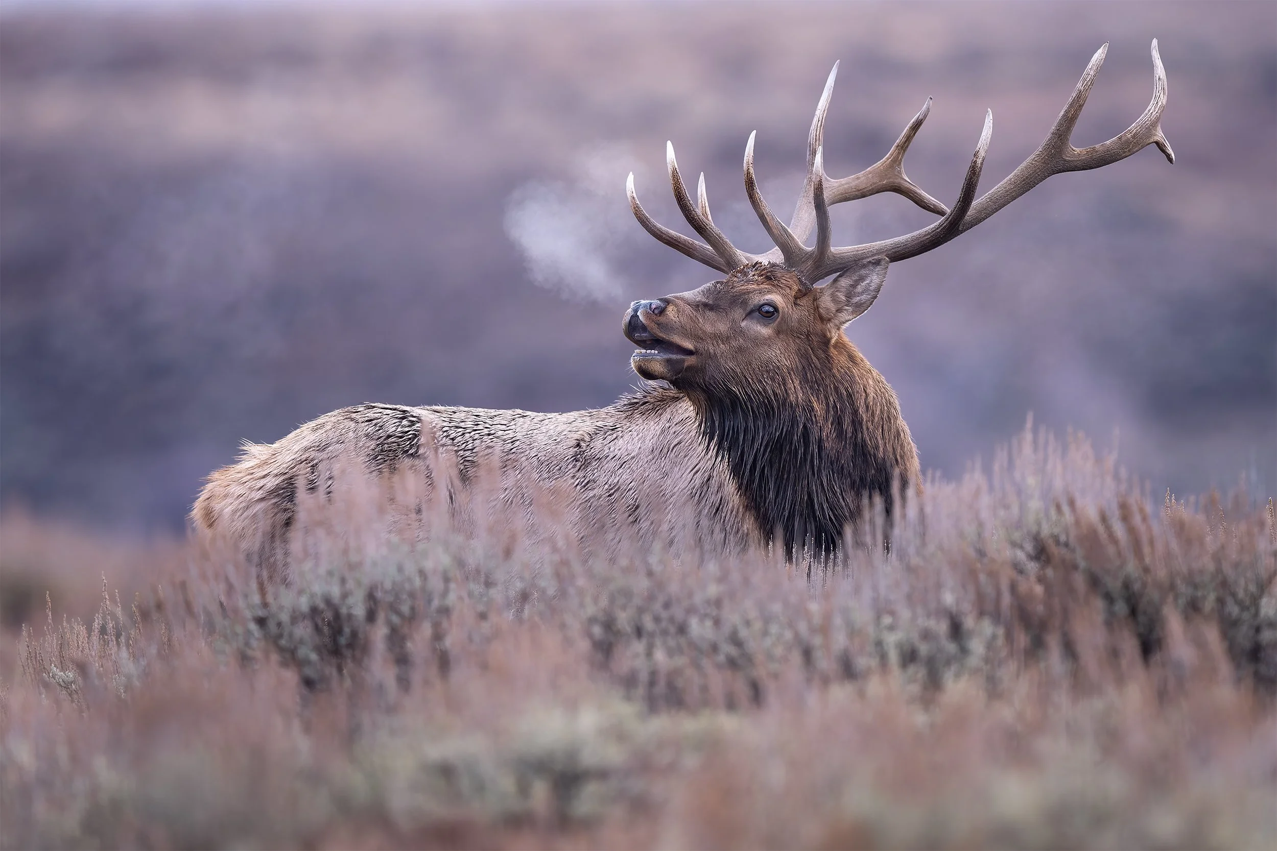 FOR THE GIRLS 2x3.jpg