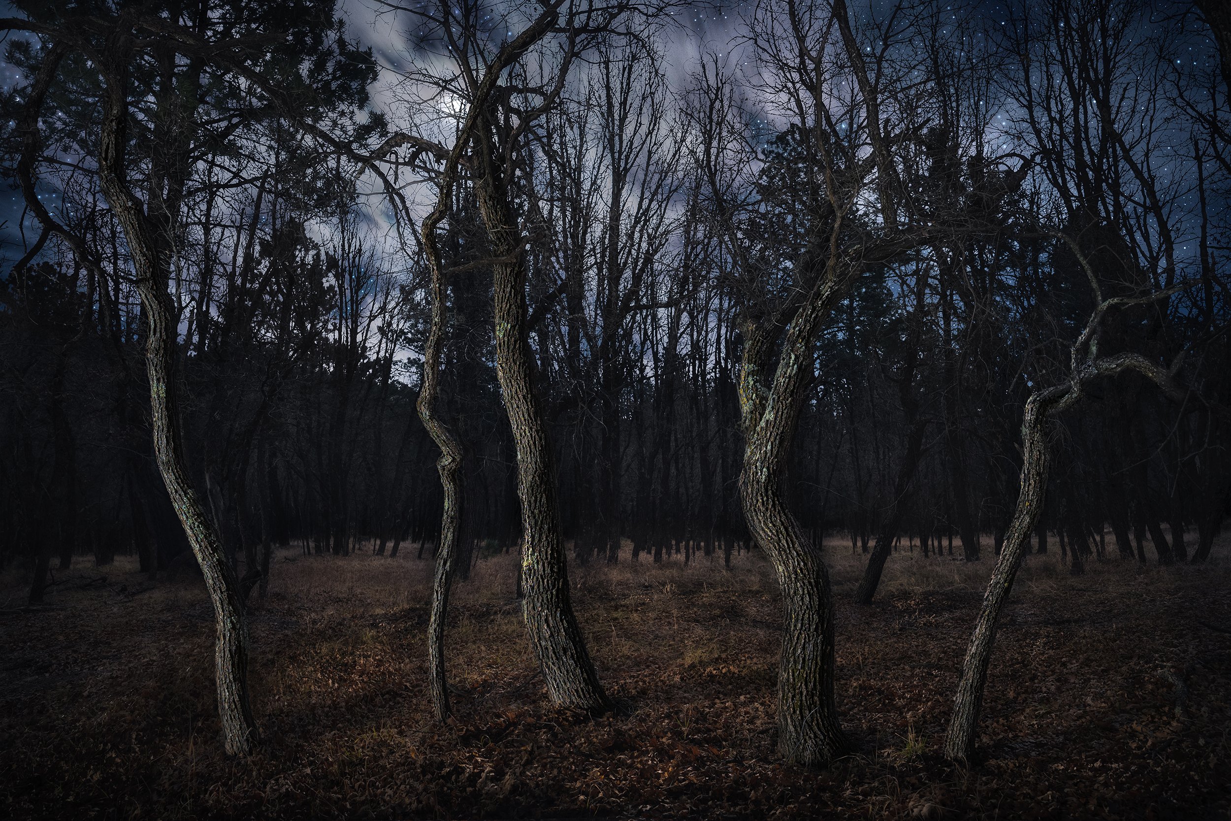 THE OAKS THAT DANCED AT MIDNIGHT 2X3.jpg