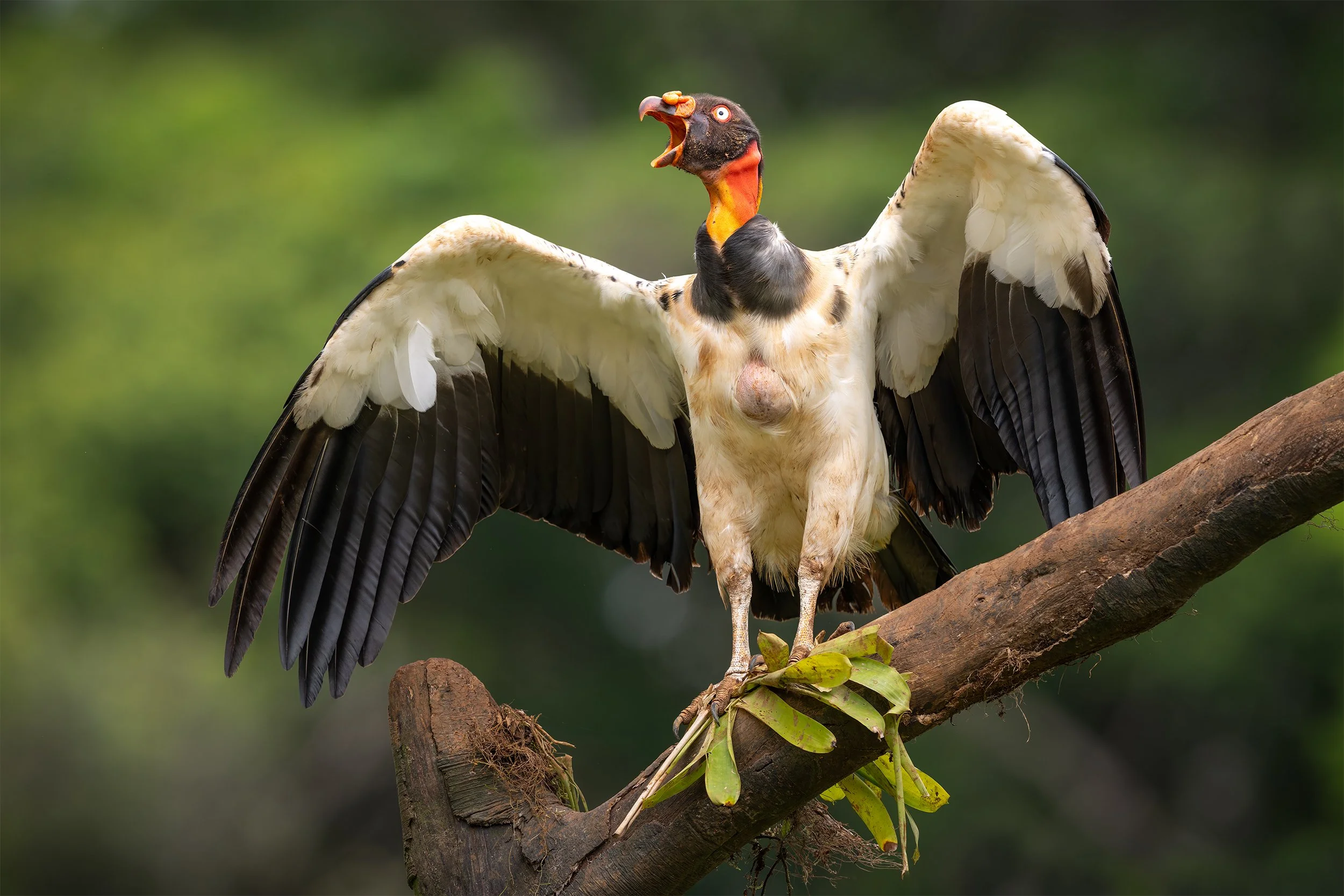 King Vulture