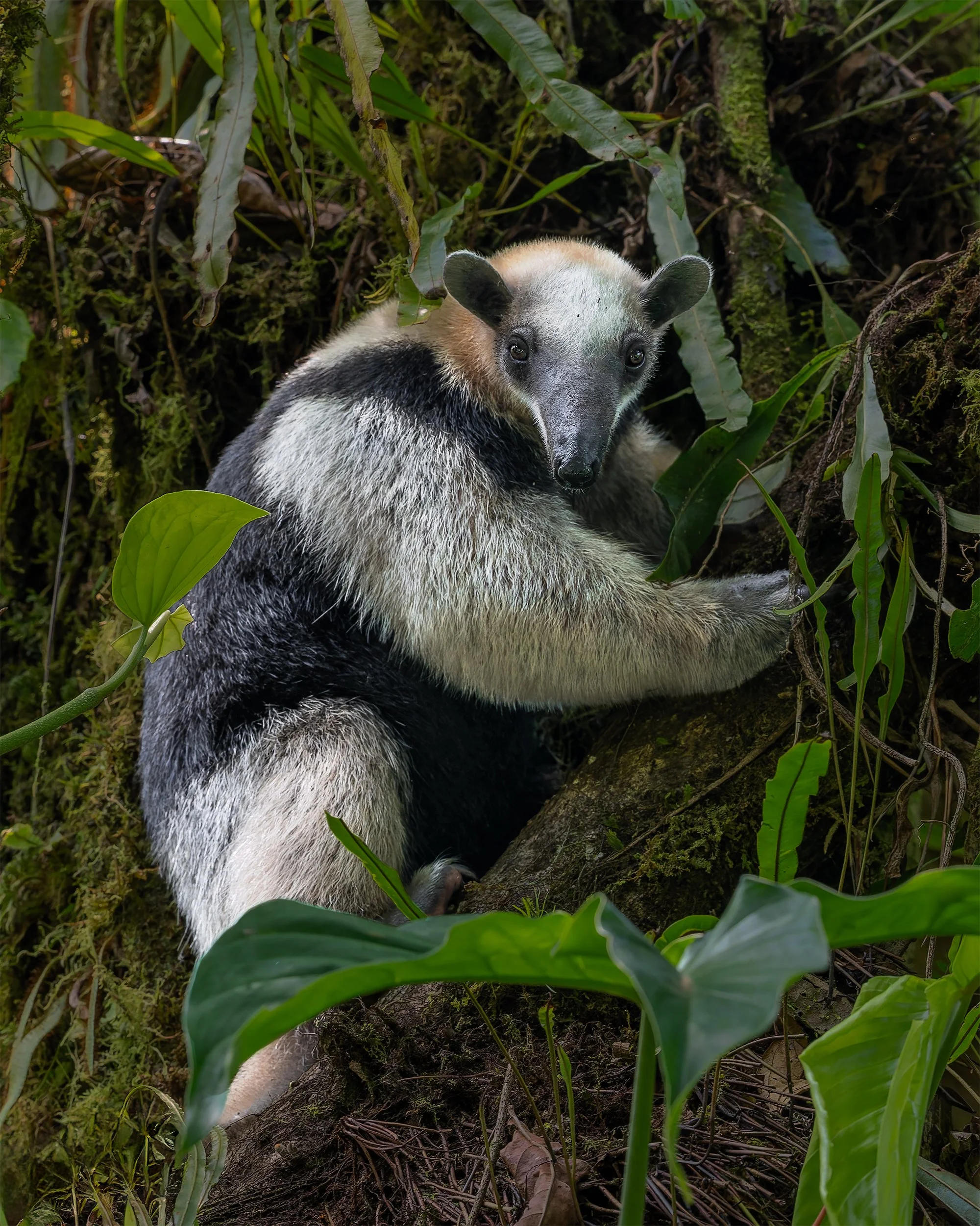 Lesser Anteater