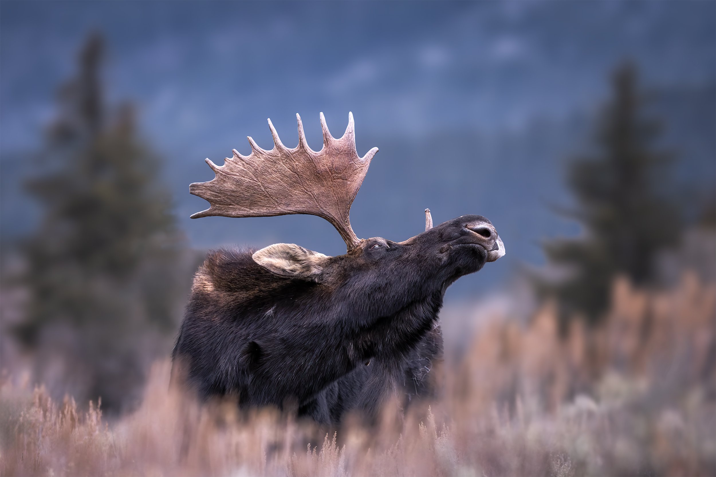 THE BOOK END 2x3 for website.jpg