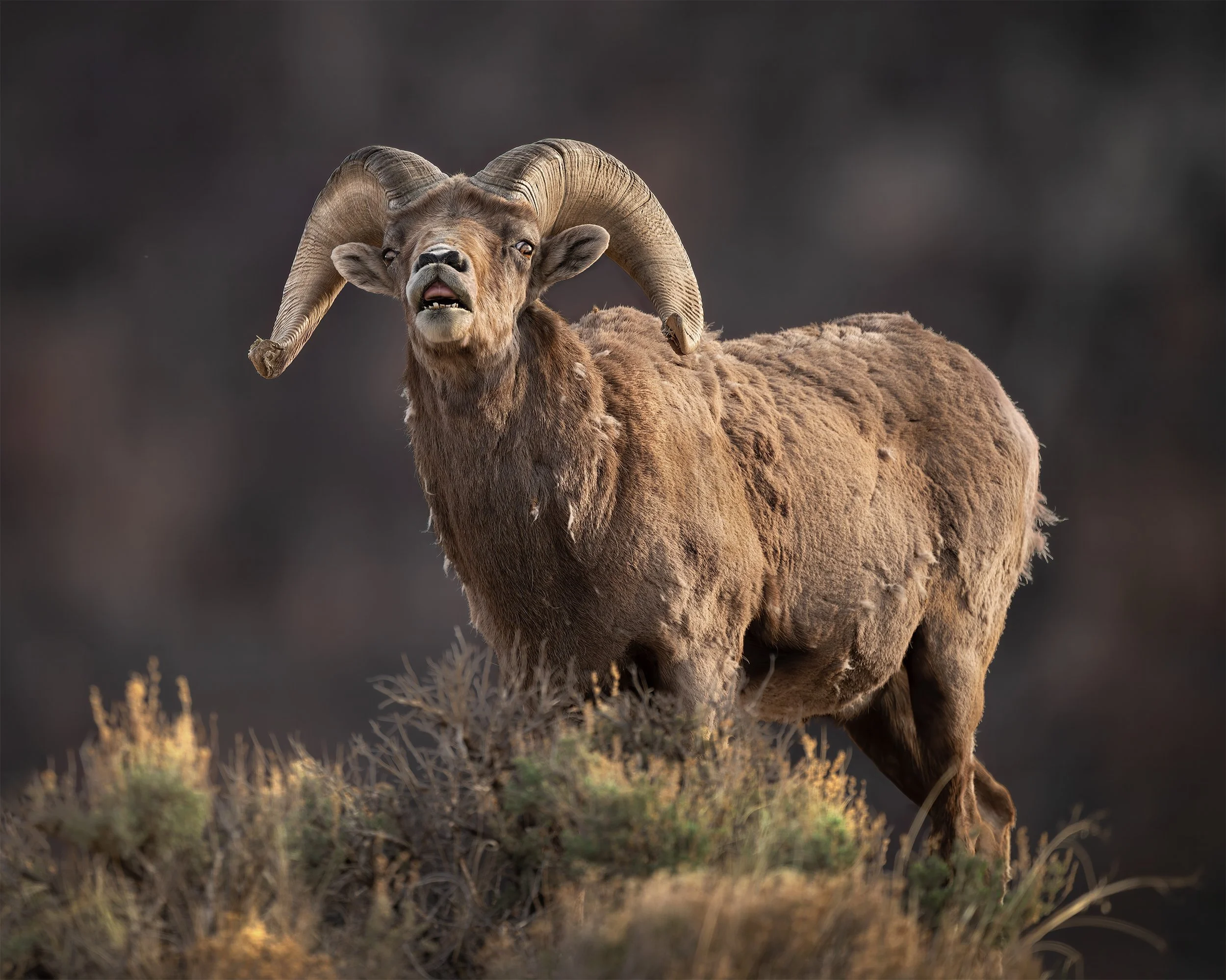 FLEHMING BIGHORN 4X5.jpg