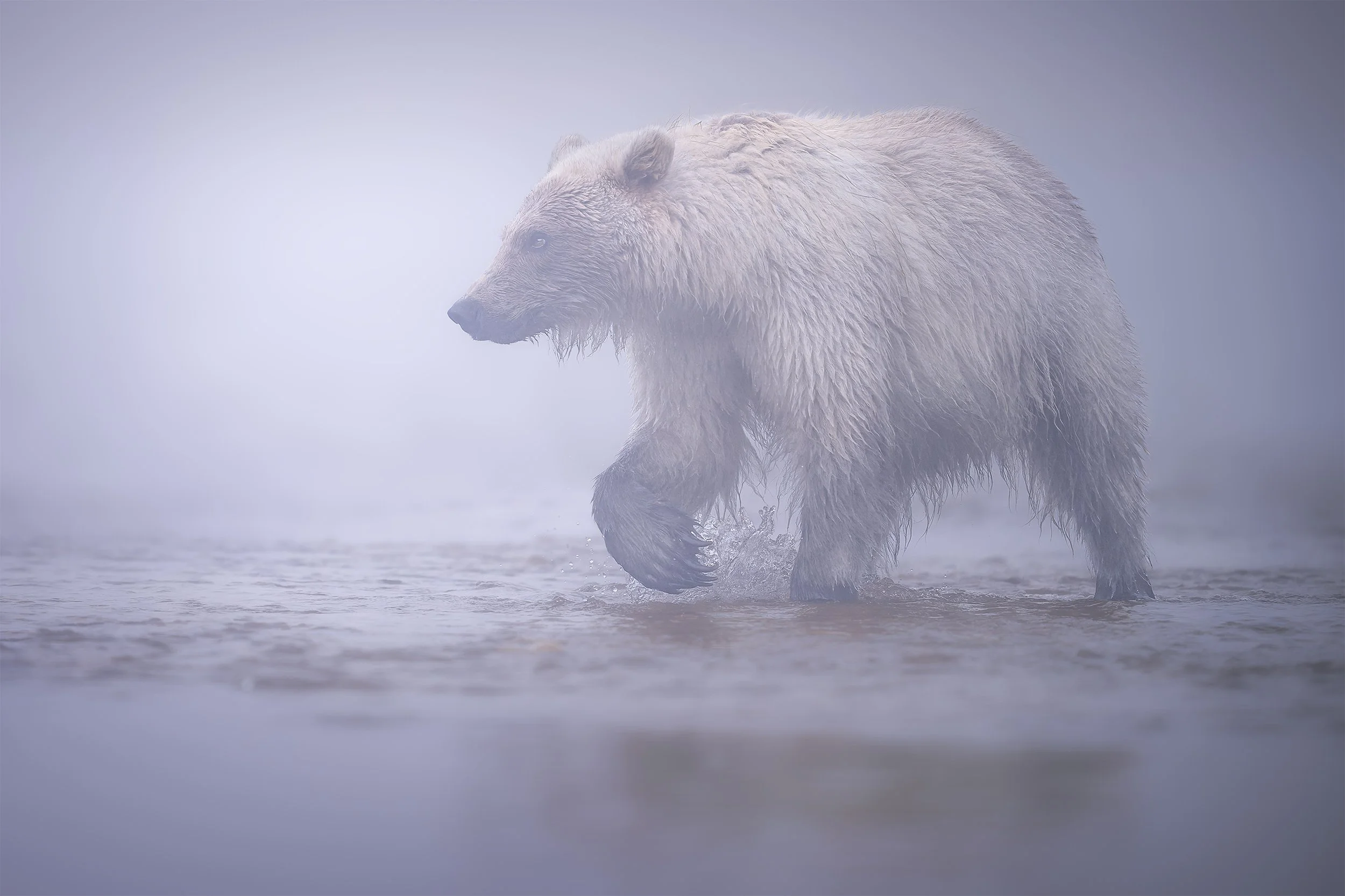 PHANTOM IN THE FOG BEARS 2026 4x5.jpg