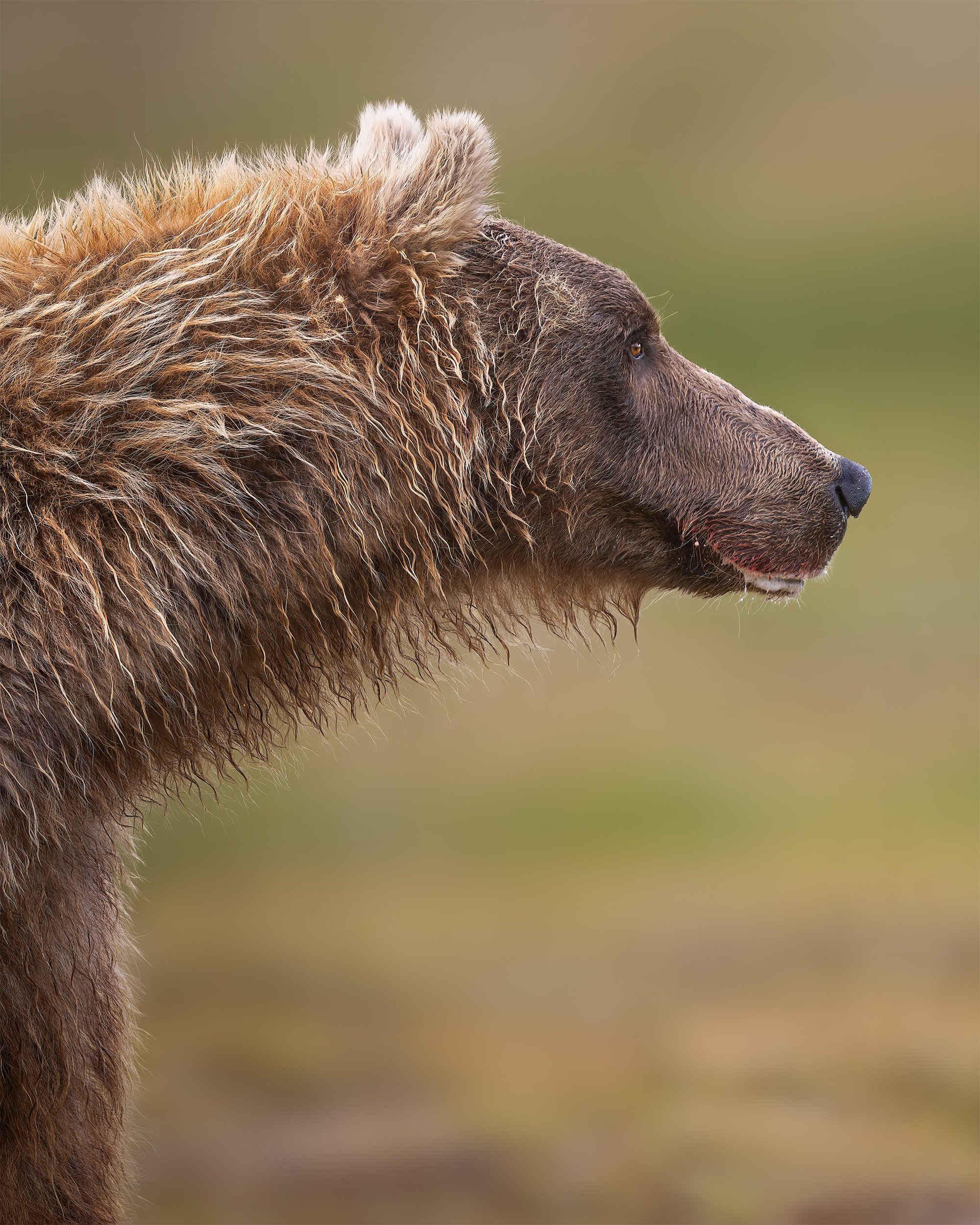 WATCHFUL bears 4x5.jpg