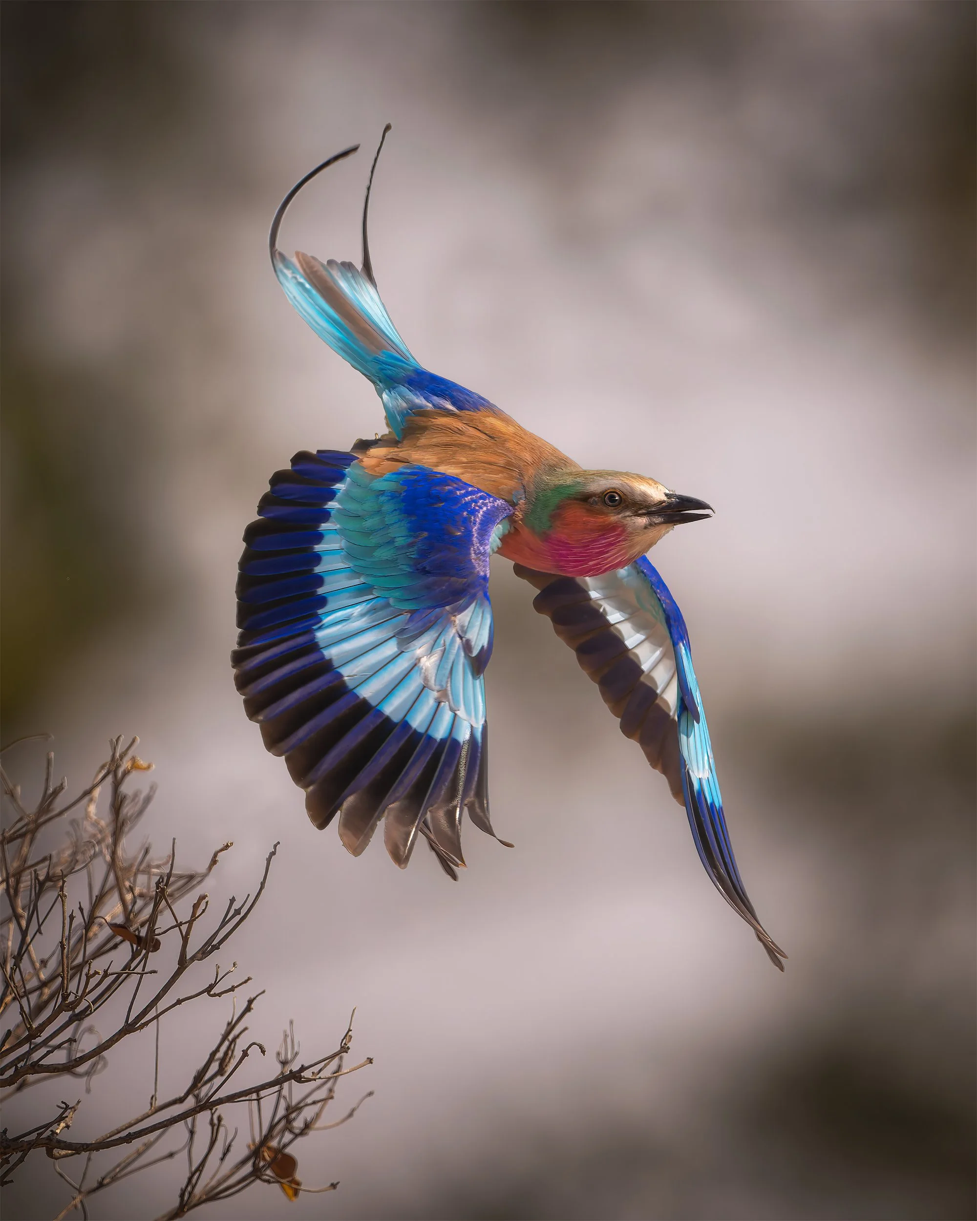 MID MORNING LILAC BREASTED ROLLER 4x5.jpg