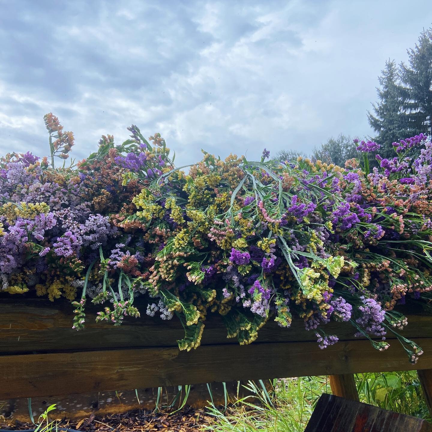 Hoorah! Didn&rsquo;t think I&rsquo;d be doing it in the first proper rain that we&rsquo;ve had in weeks, but all of the statice is harvested! 🎉

Now to dry off - soaked to the bone 😂
.
.
.
.
.
#statice #flower #flowerfarm #flowerfarmer #cutflowers 