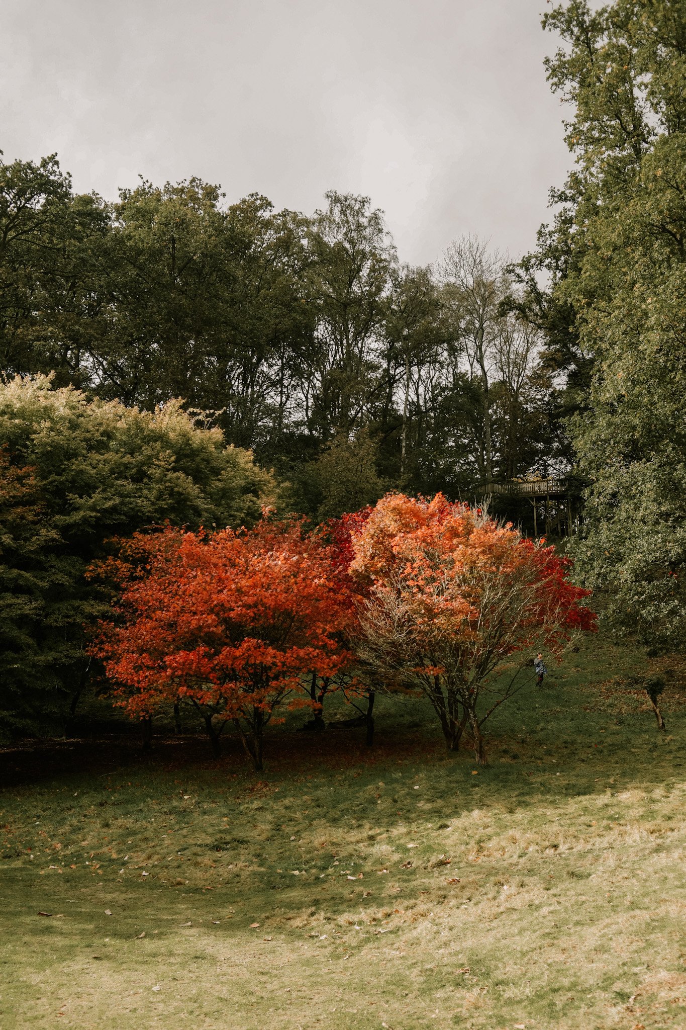 Winkworth Arboretum - the simple explorer2.JPG