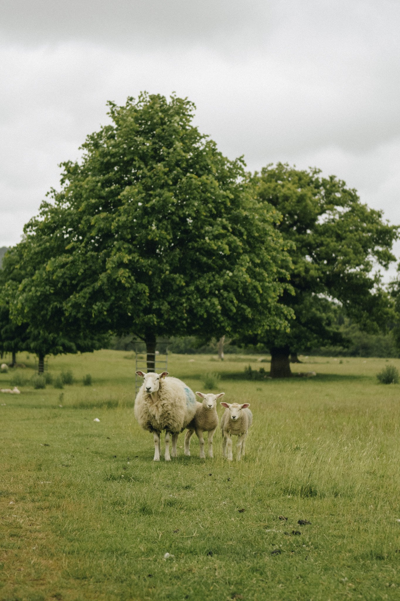 peak-district-tanya-arya10.JPG