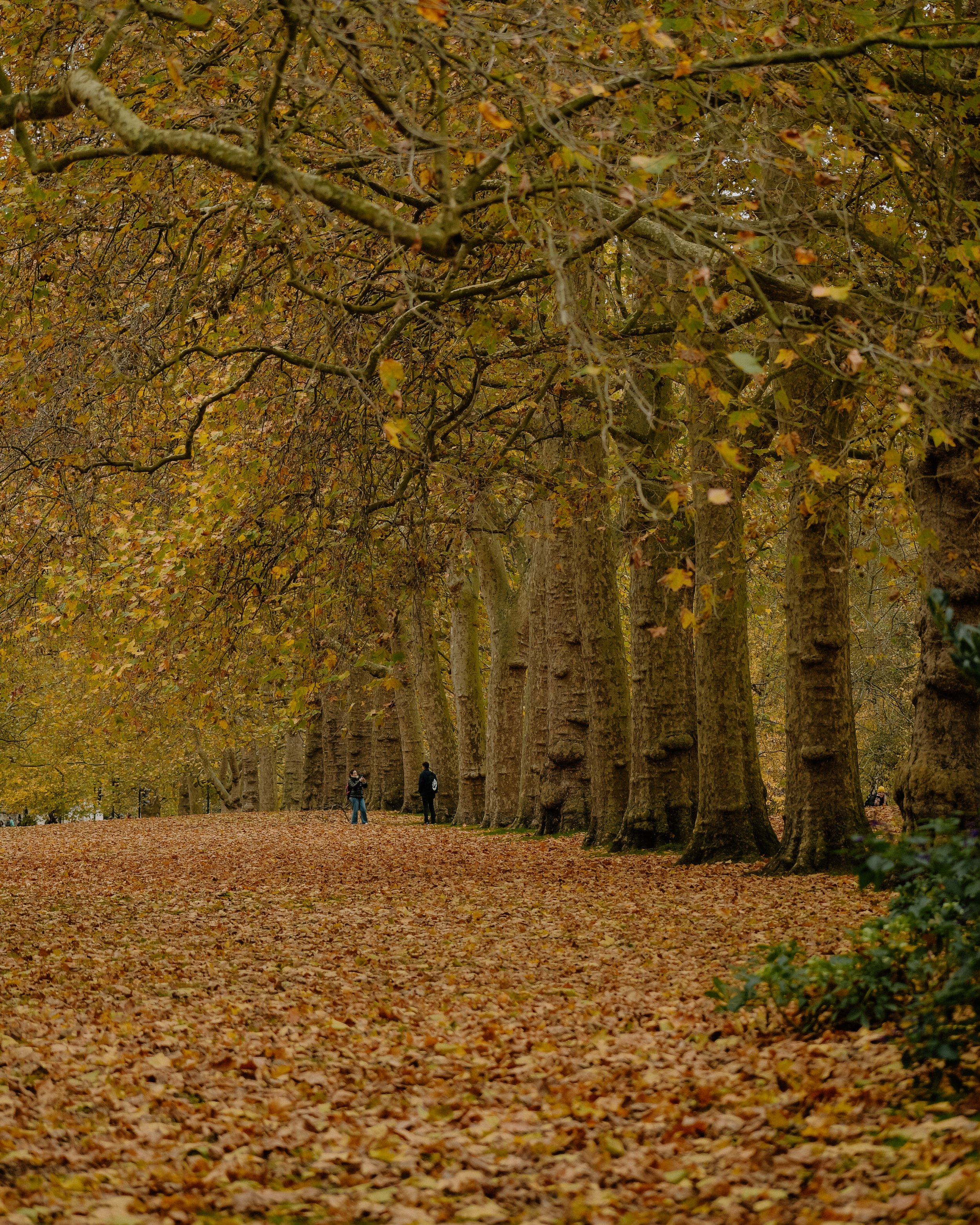 London-Autumn-Autumnal-Spots-Tanya-Arya-photography5.JPG