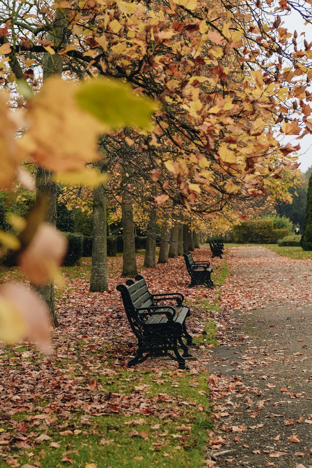 Regents-Park-London-Autumn-Autumnal-Spots-Tanya-Arya-photography1.JPG