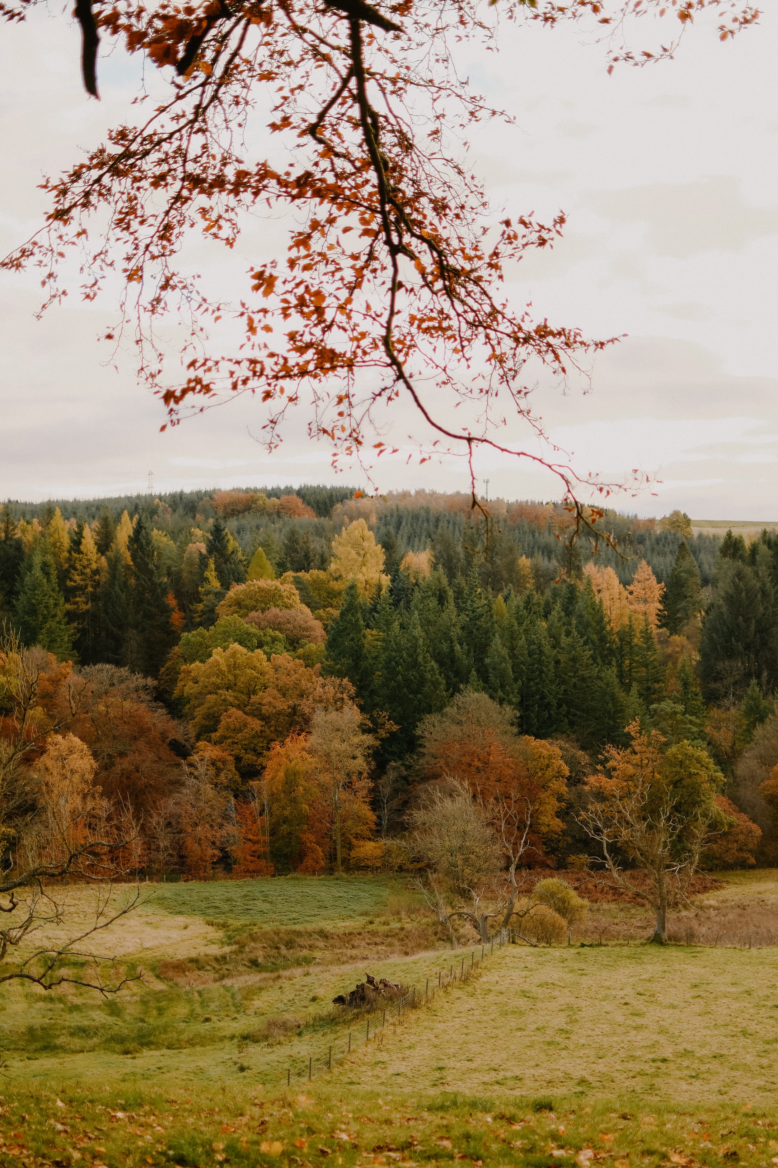 Larch-Cabin-Scotland-Highlands-Scottish-Countryside-Tanya-Arya-photography41.JPG