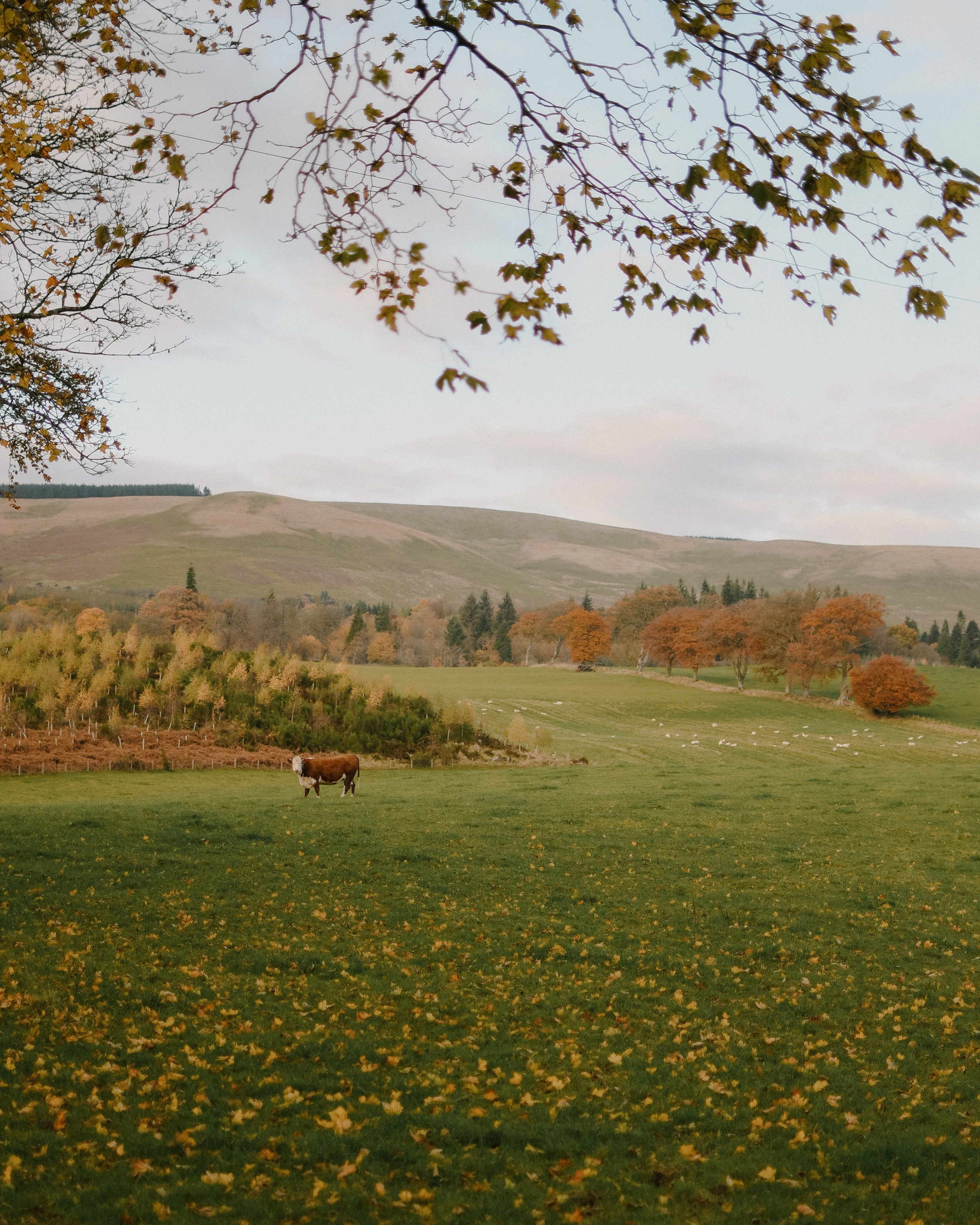 Hinidas-Larch-Cabin-Scotland-Highlands-Scottish-Countryside-Tanya-Arya-photography23.JPG