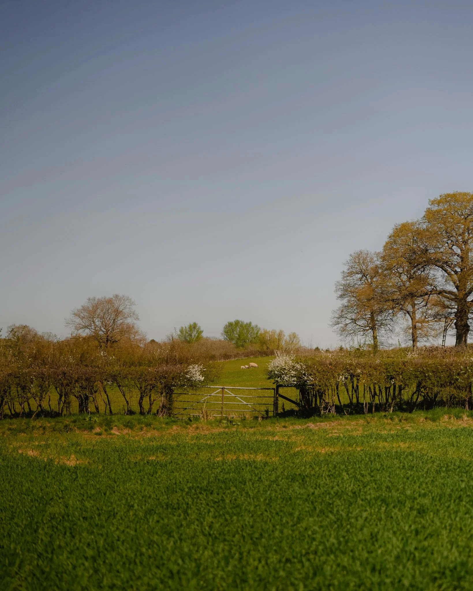 The-Bull-Cotswolds-Charlbury-England-Summer-outdoors-UK-travel-Tanya-Arya-photography23.JPG