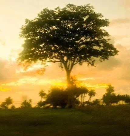 A large tree with a full canopy stands against a sunset sky, with silhouetted smaller trees and grass in the foreground.