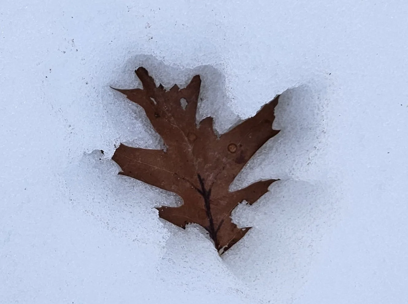 Brown leaves absorb more heat  