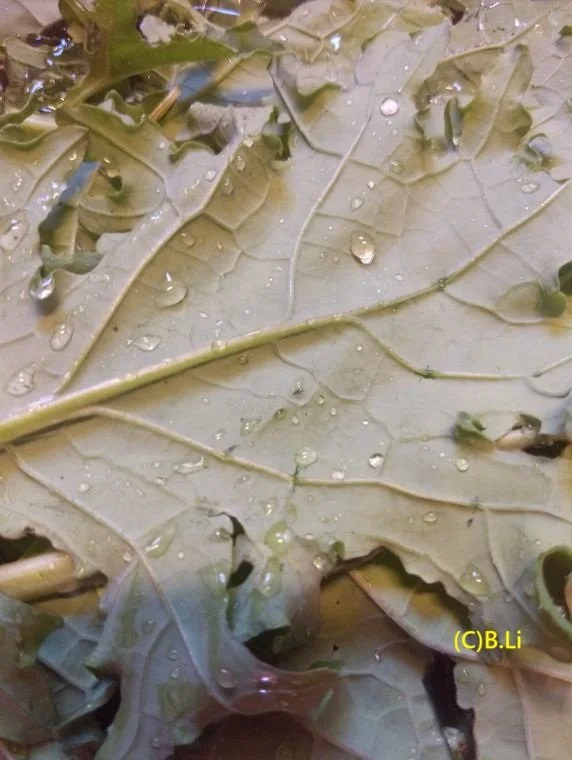 Water on Leaf Surfaces