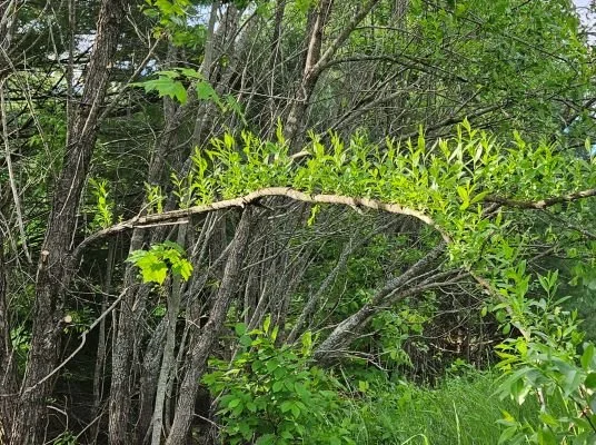 Sunlight only favors those branches that strive to grow upward