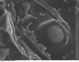 Alumina particle during dissolution
