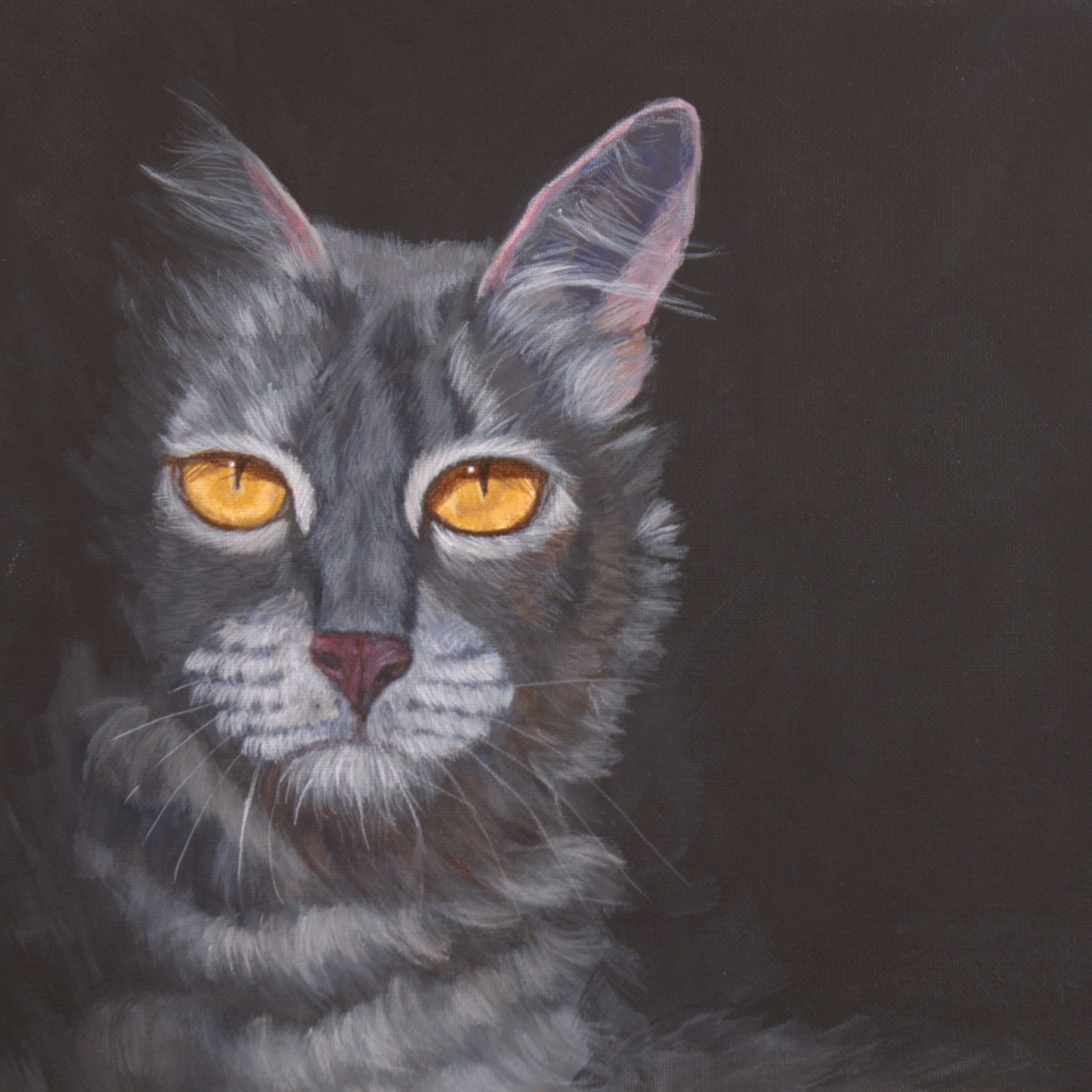 GrayCatPortrait.jpg