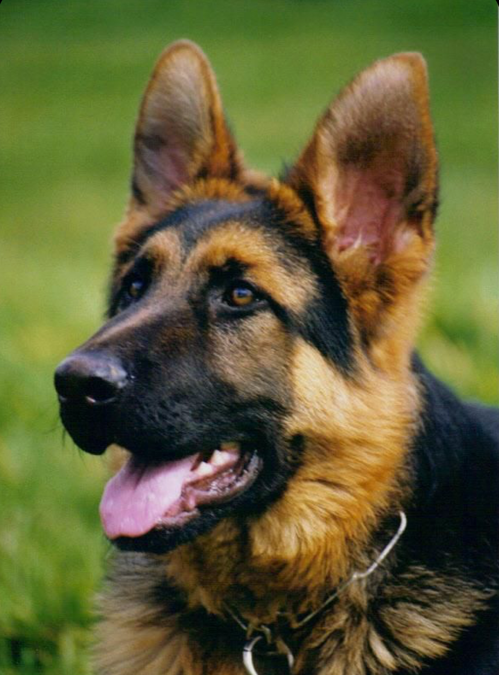 Paws Artistry - Animal Art, Wildlife Art and Pet Portraits