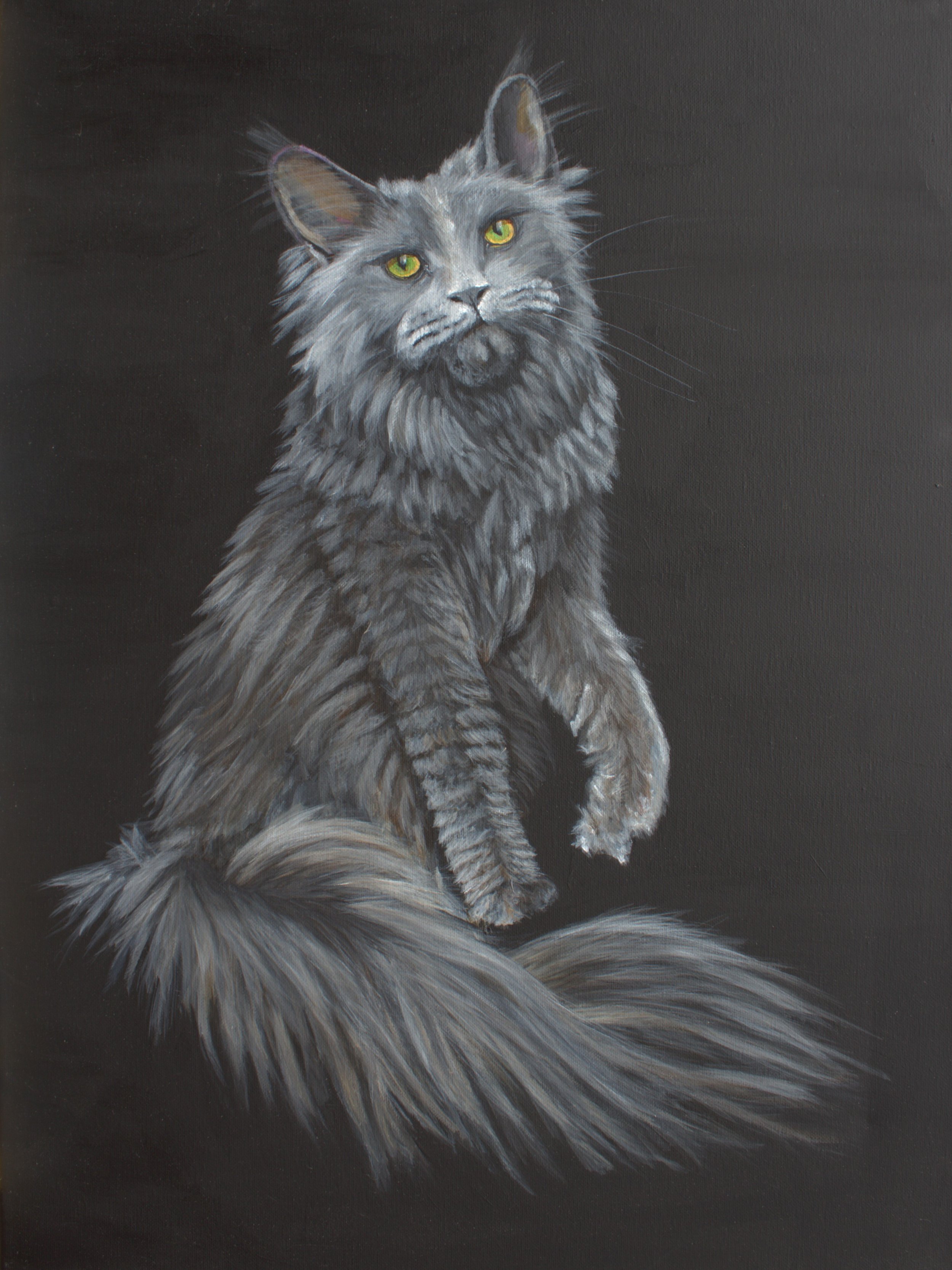 GrayMaineCoon16x20.jpg