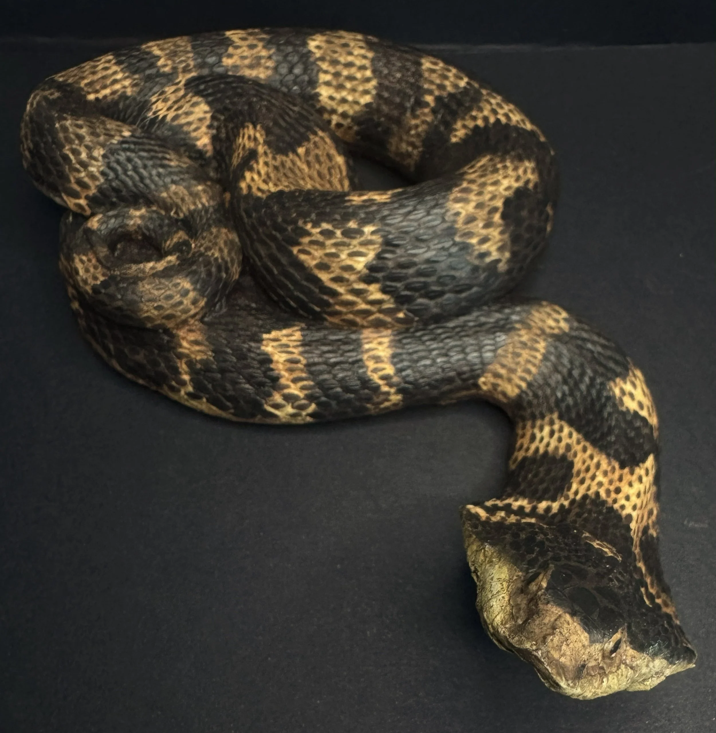 2026-AGFC-Hognose-AngledFront.jpg