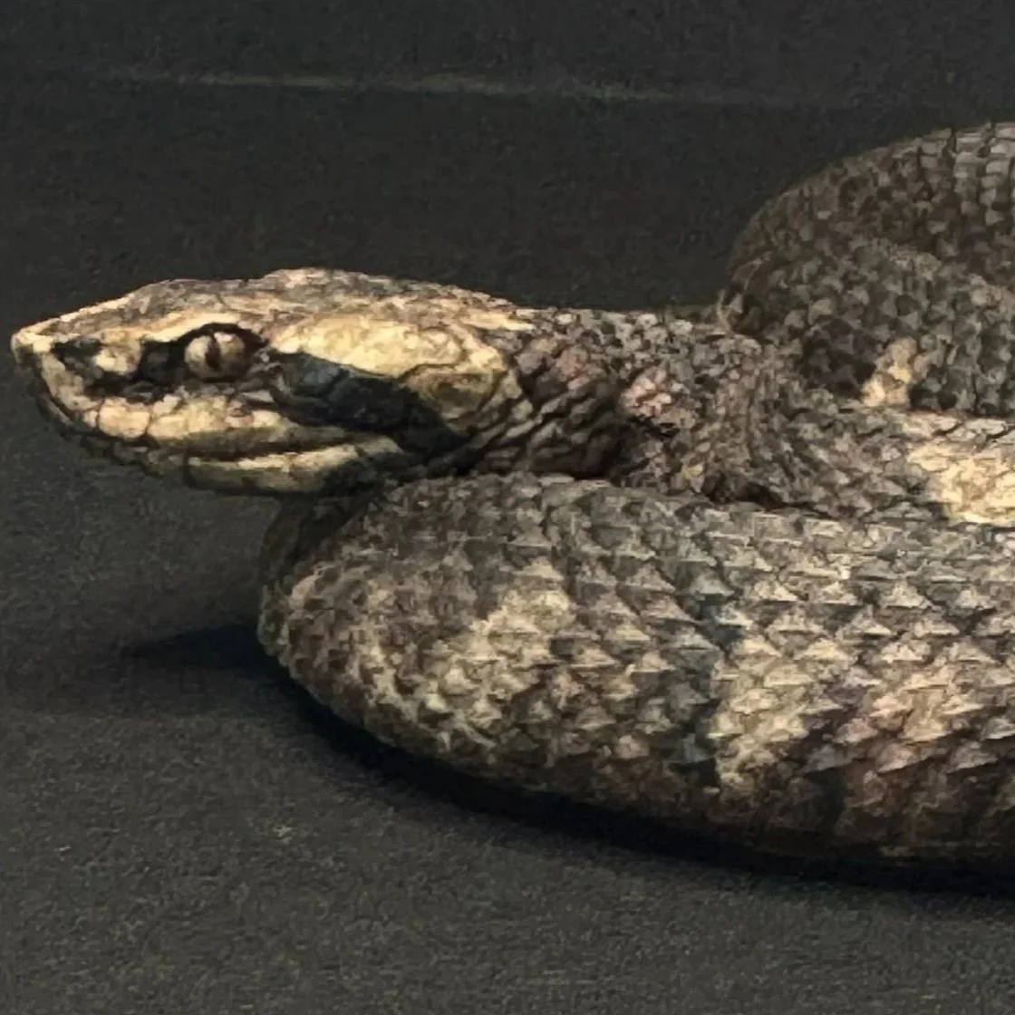 2026-AGFC-CottonMouth-RightSide.jpg