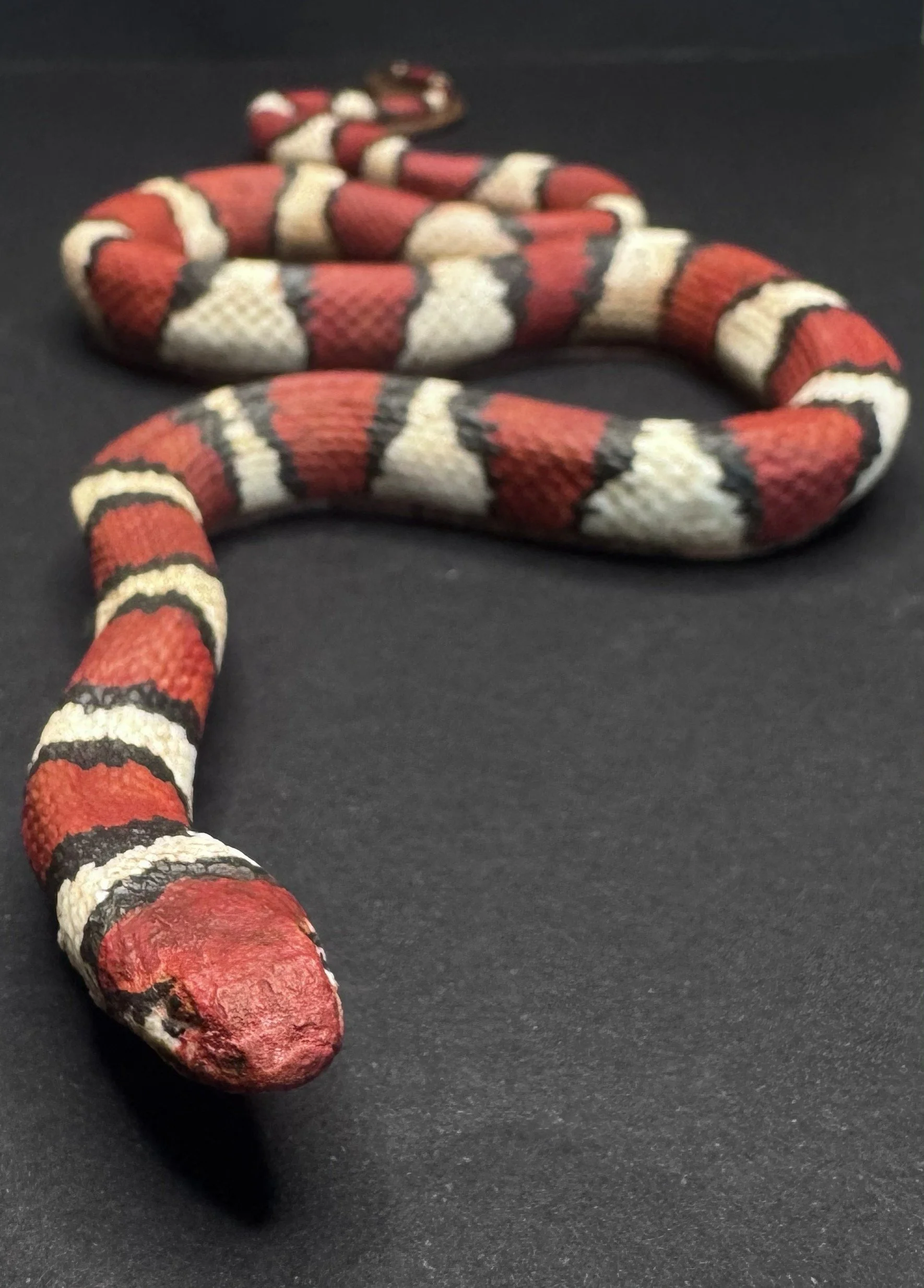 2026-AGFC-MilkSnake-Front.jpg