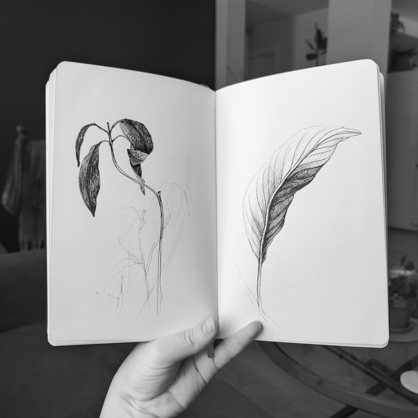 &Eacute;tude feuillage d'avocatier 🥑
.
#ink #encre #dessinalaligne #crosshatching #sketchbook #avocatier #feuillage #avocat #croquis