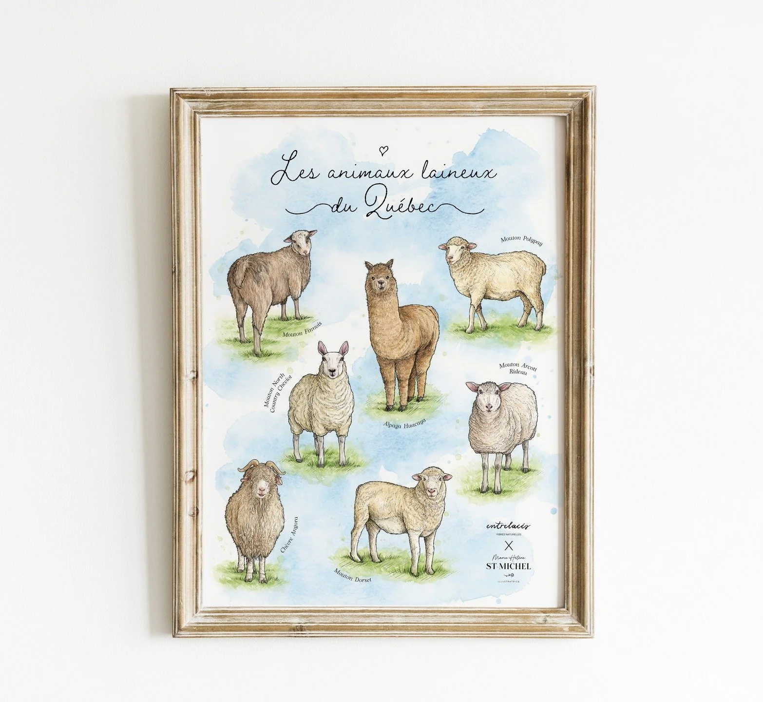 Une affiche &eacute;ducative sur les animaux laineux du Qu&eacute;bec pour @lesfilsentrelaces 🤗🐏💕