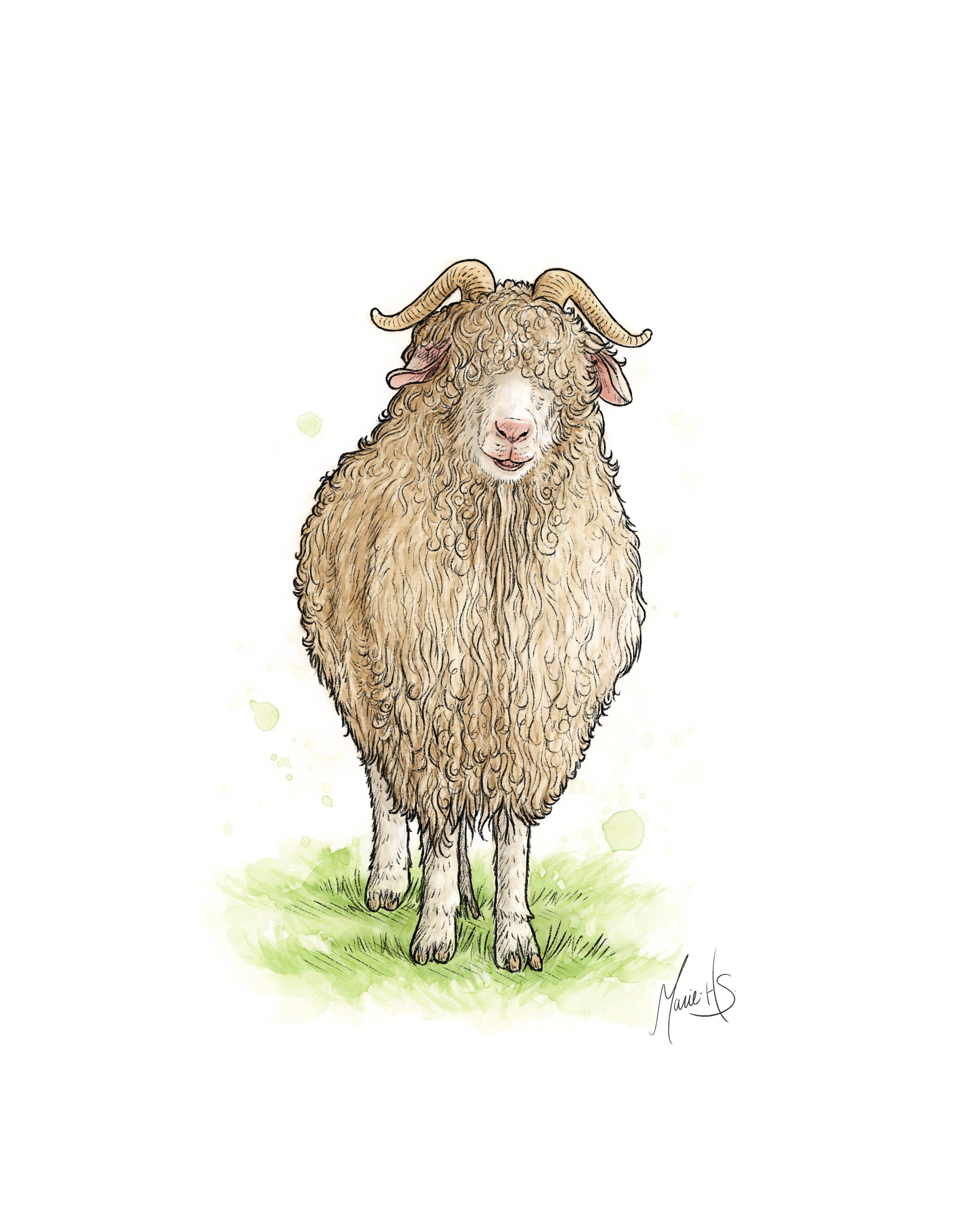 Fiche-Chevre-Angora-couleur-v1+signature.jpg