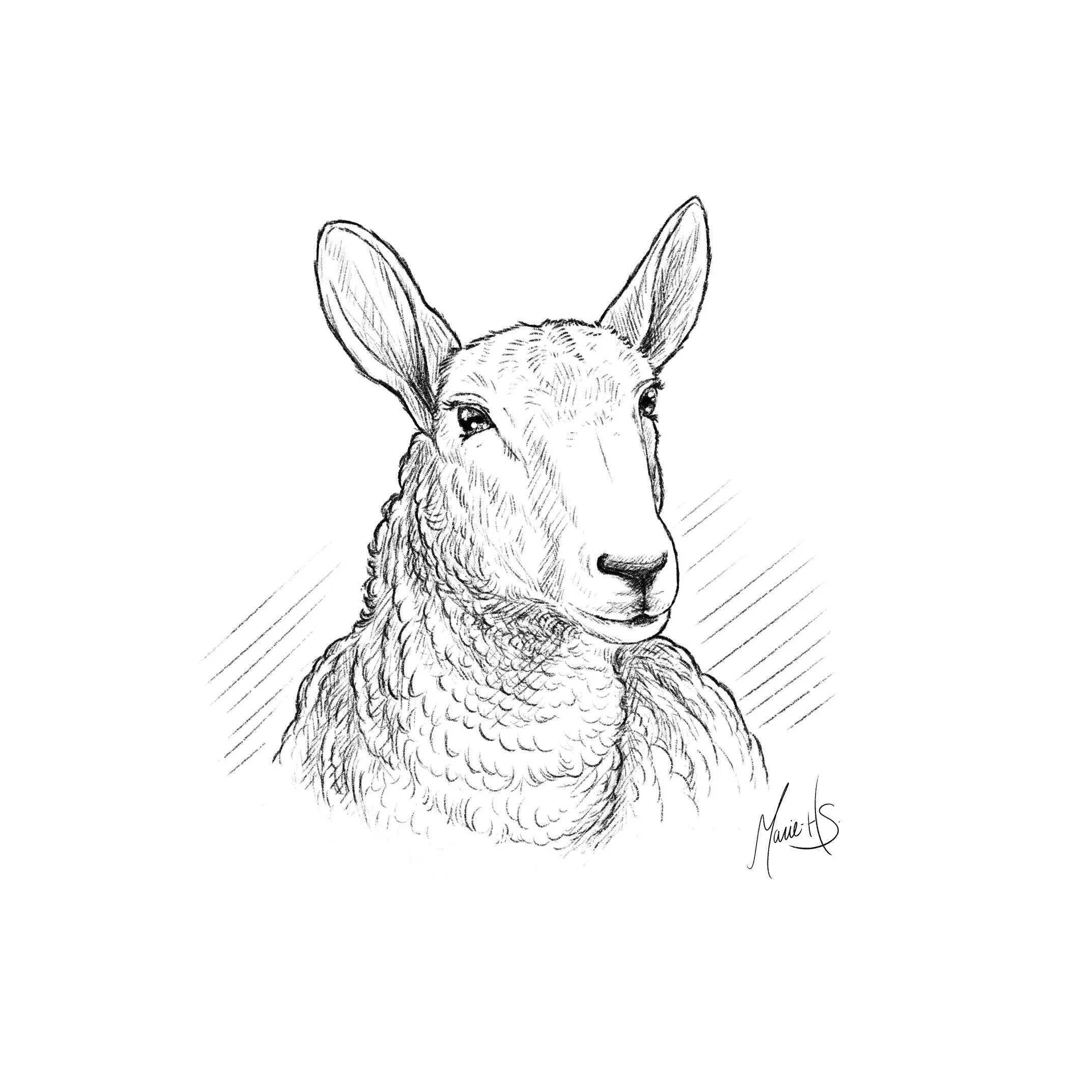 Autocollant-Mouton-North-Country-Cheviot-v3+signature.jpg