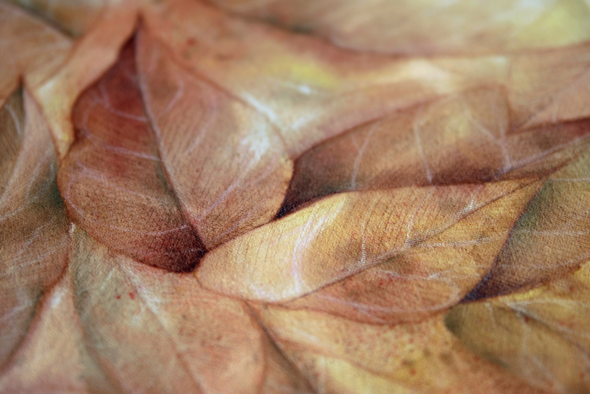 hoya-soleil-levant-details2.jpg