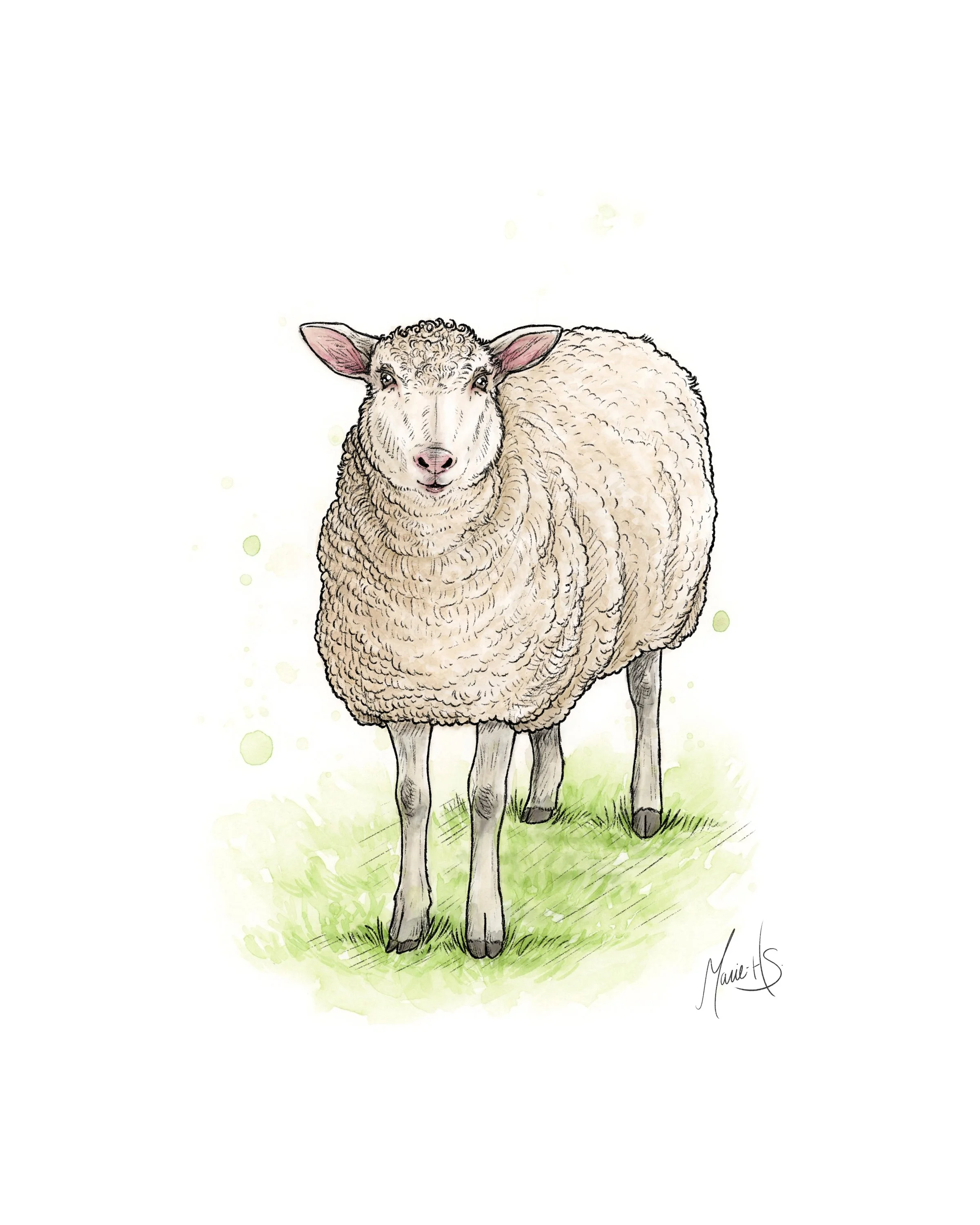 Fiche-Mouton-Arcott-Rideau-couleur-v1+signature.jpg