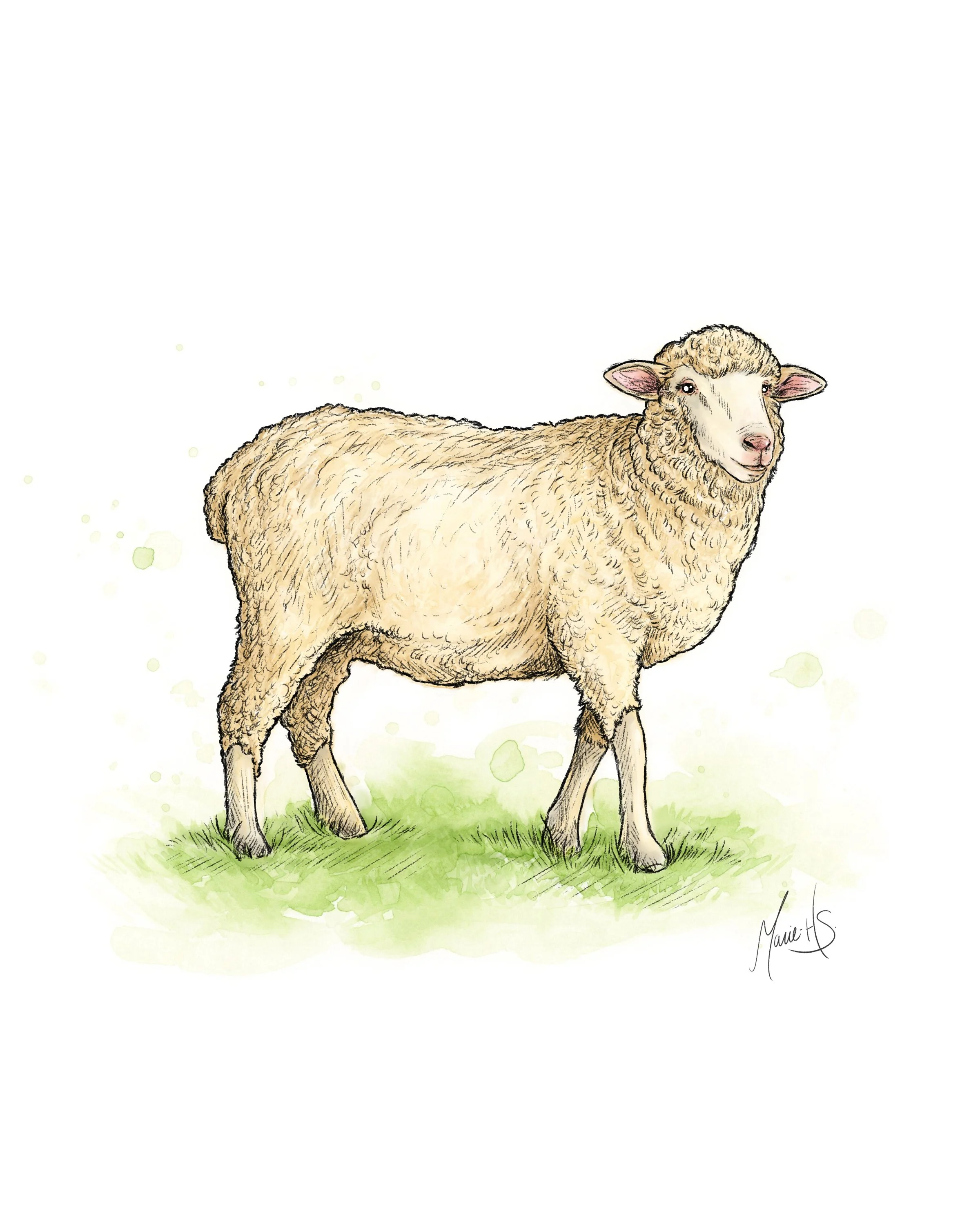 Fiche-Mouton-Polypay-couleur-v1+signature.jpg