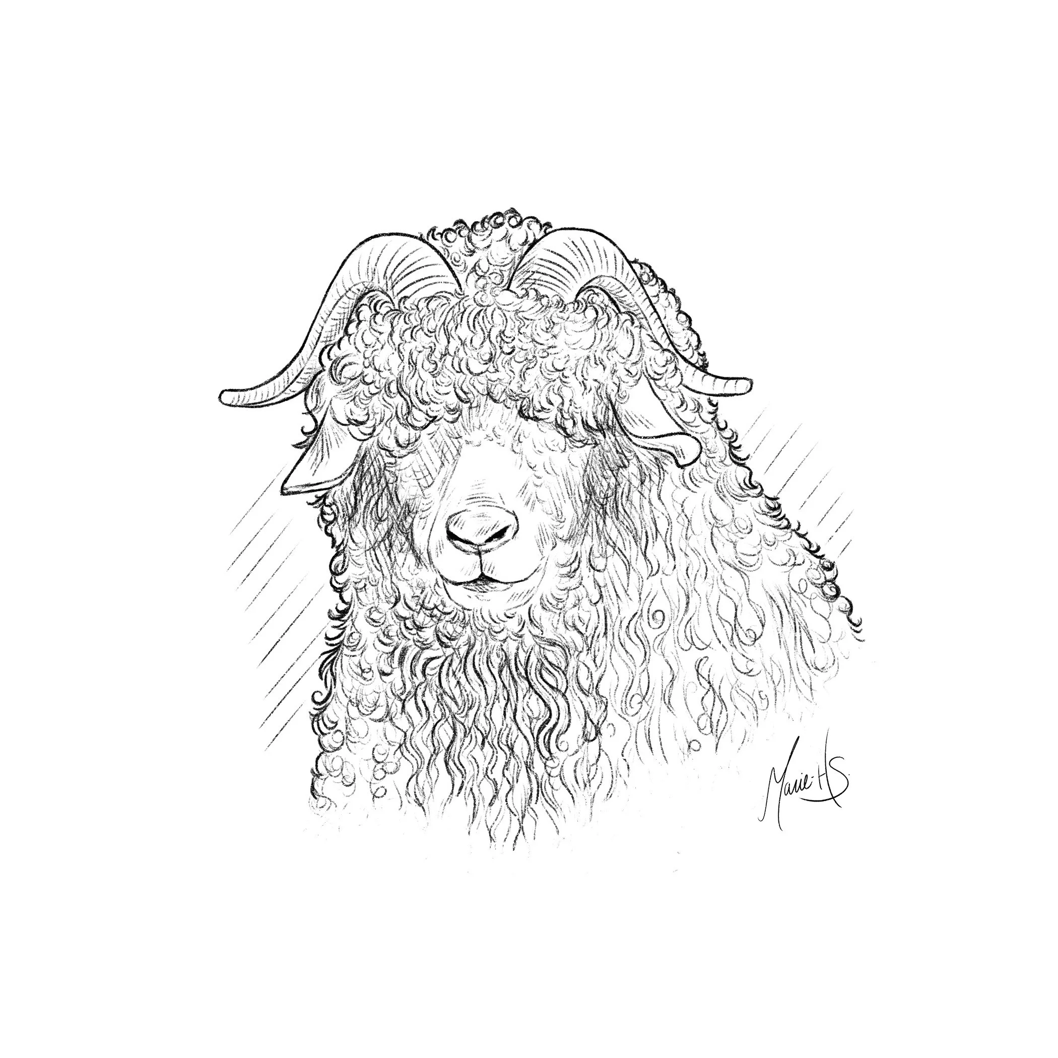 Autocollant-Chevre-Angora-v3+signature.jpg