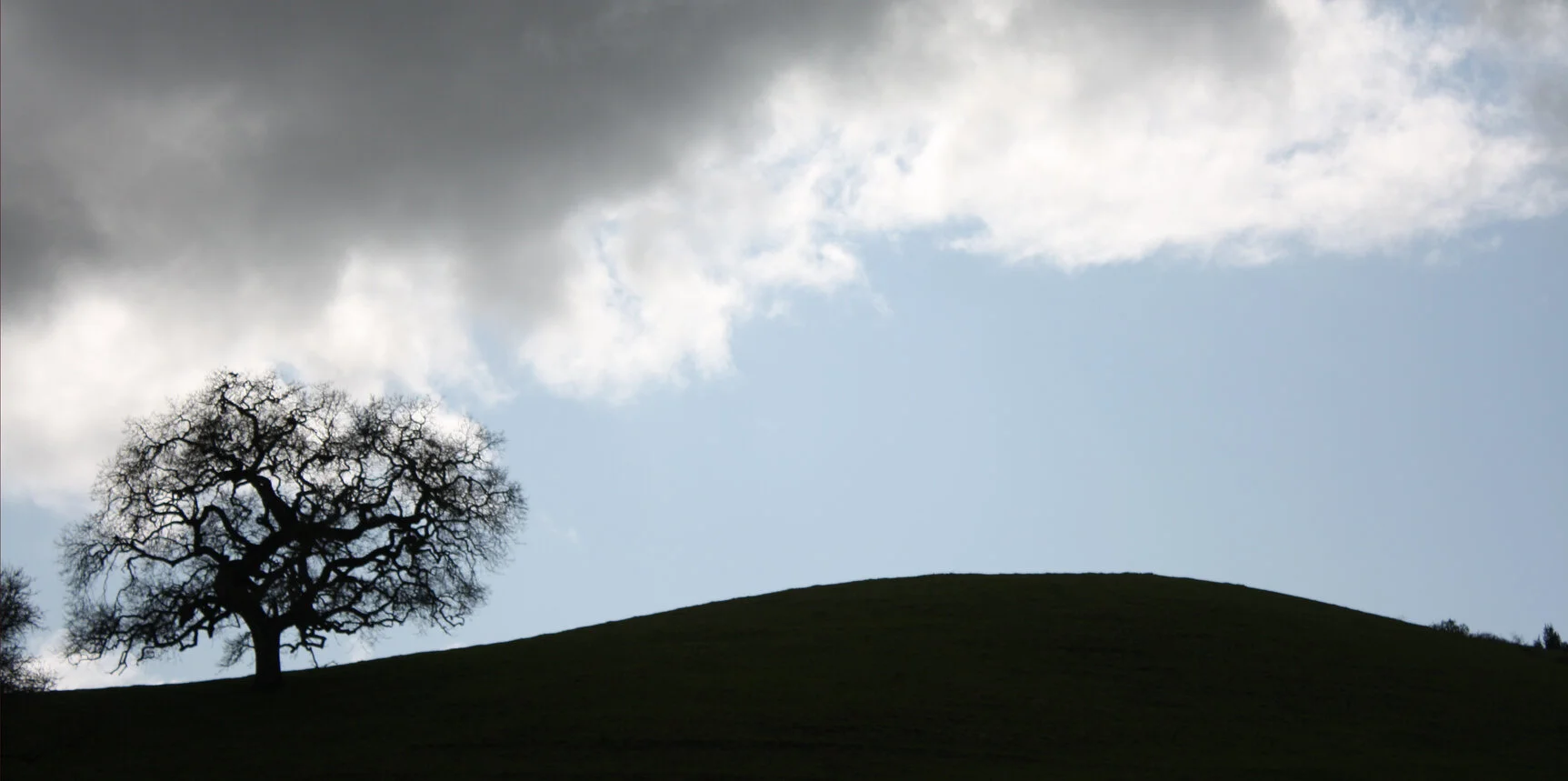 Horizon Oak