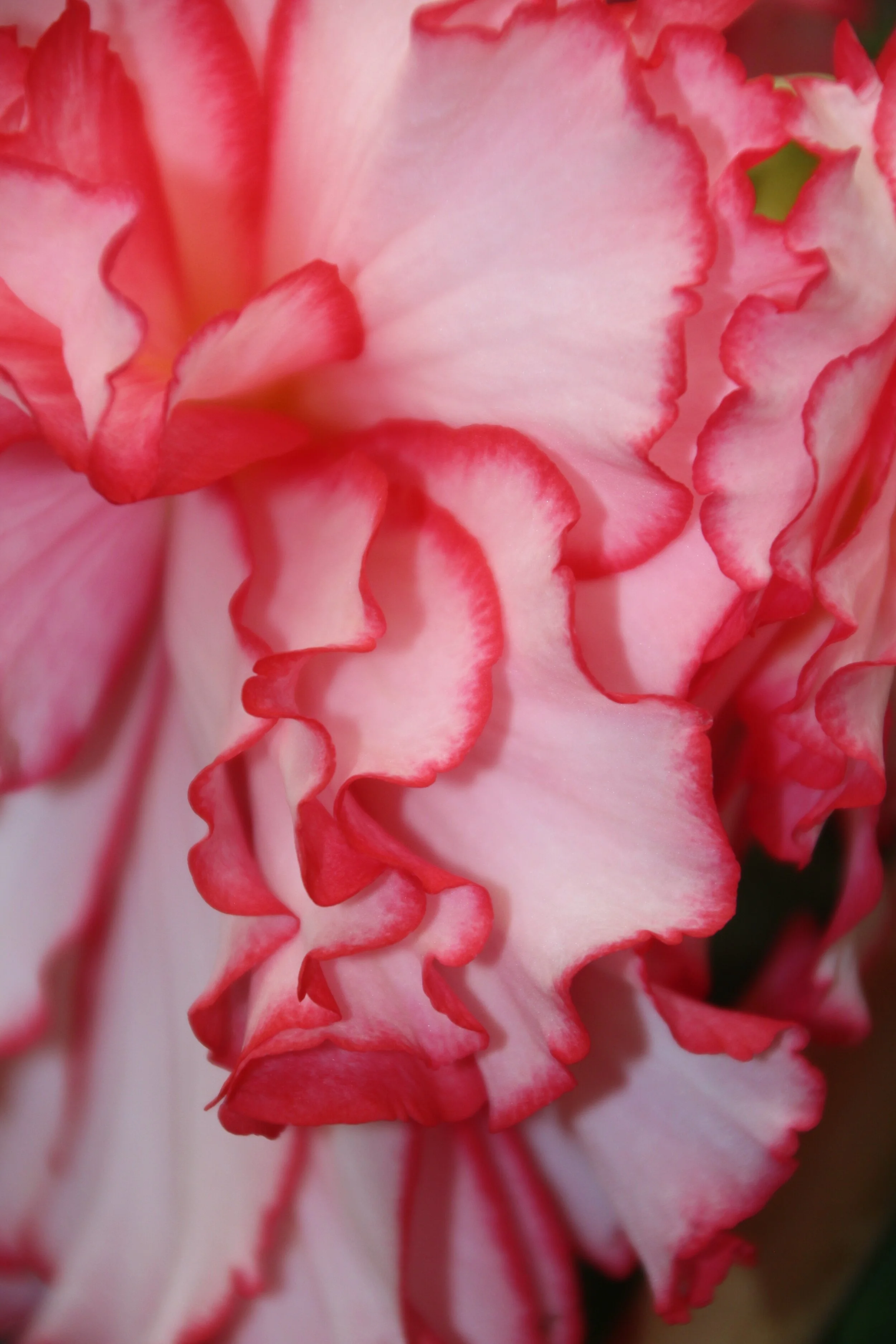 Begonia